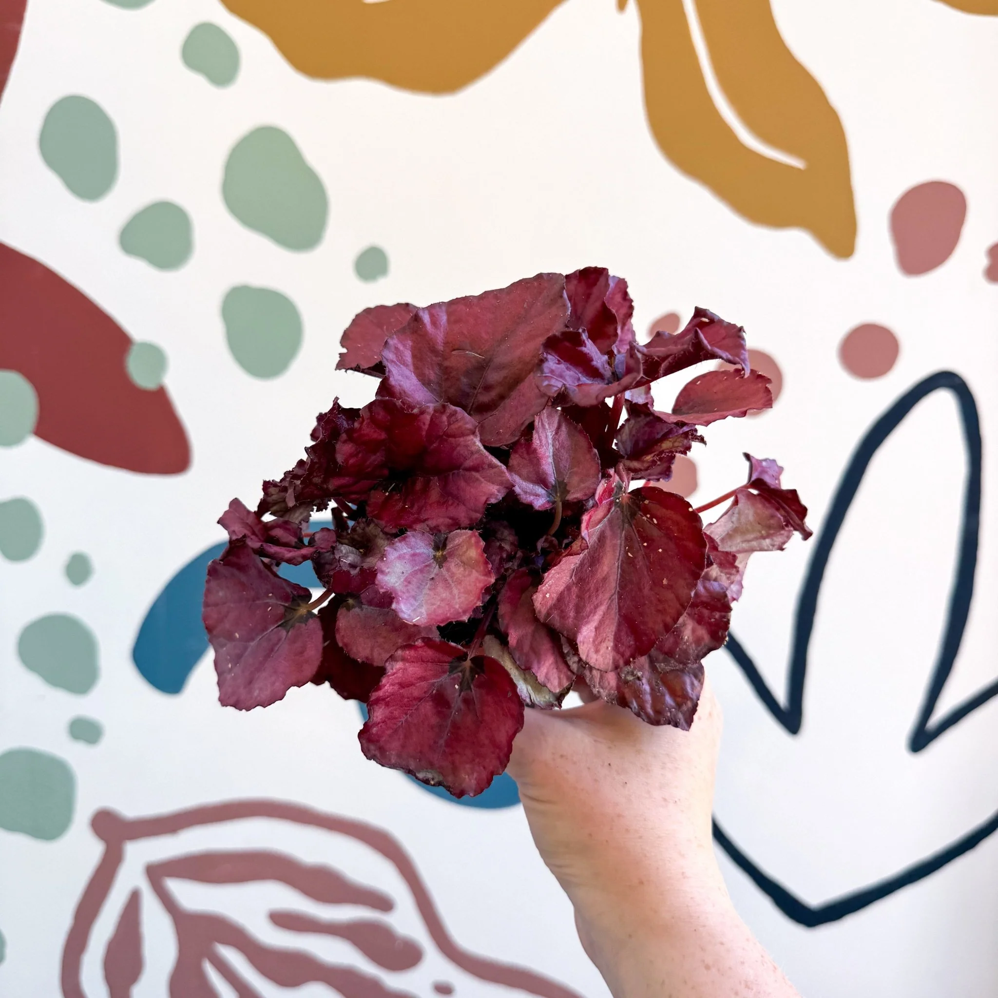 Begonia rex 'Red Bull' - Image 6