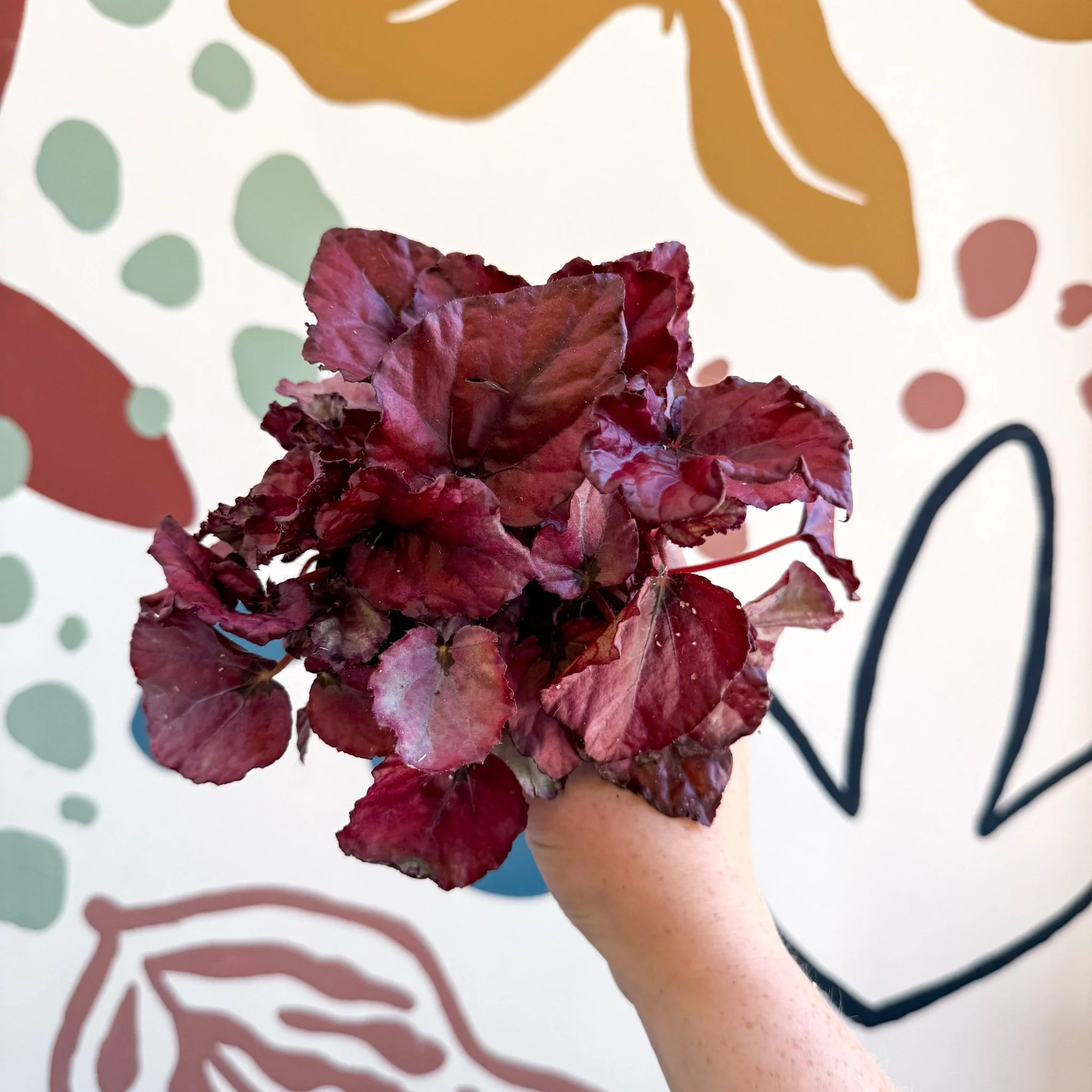 Begonia rex 'Red Bull' - Image 8
