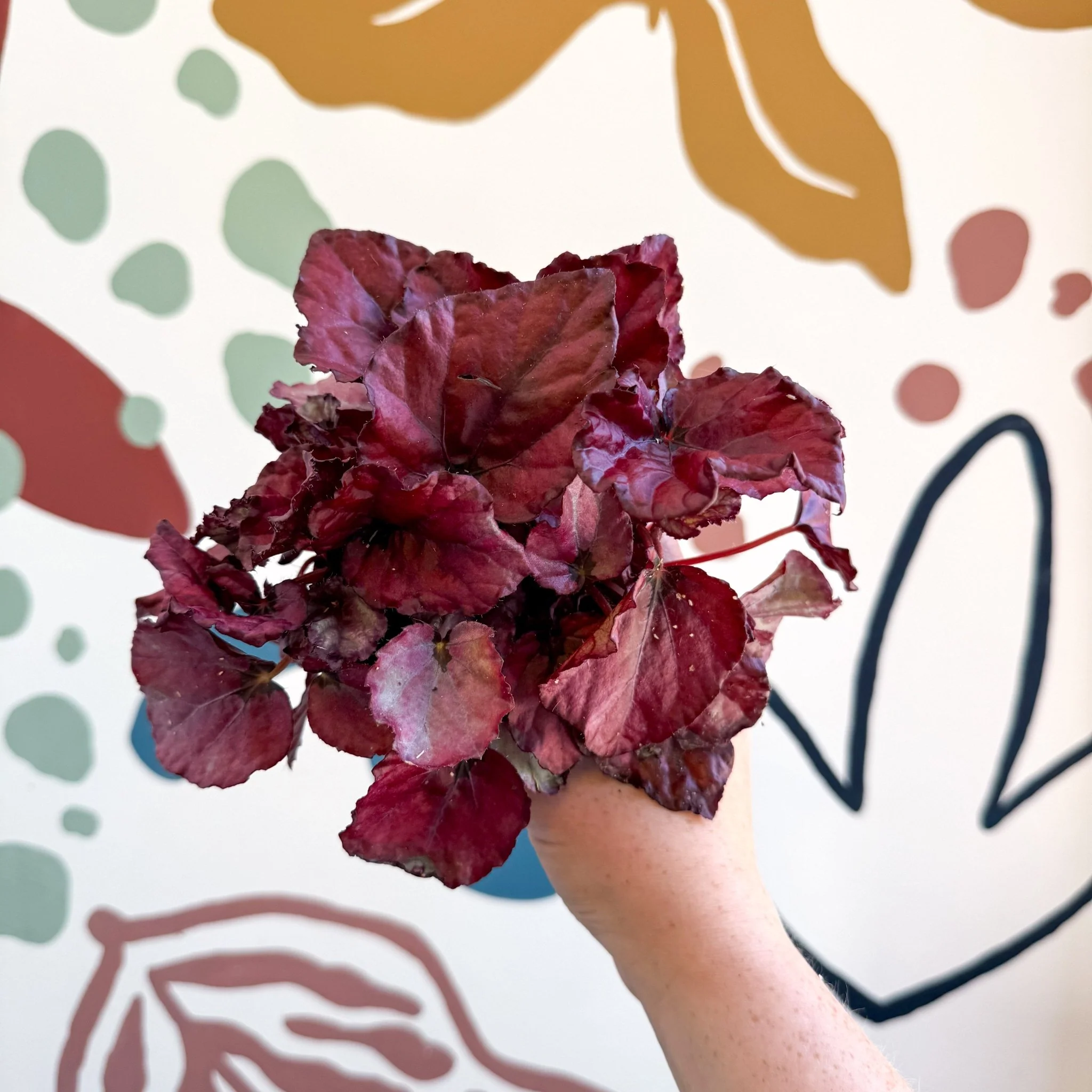 Begonia rex 'Red Bull' - Image 9