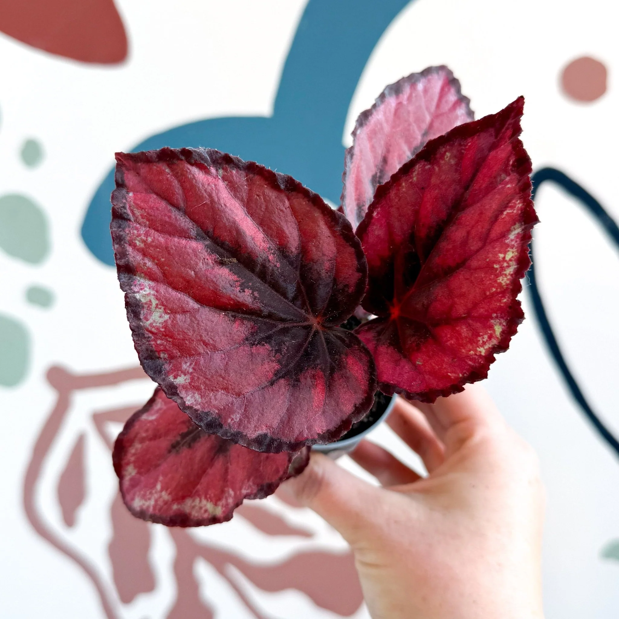 Begonia rex 'Red Kiss'