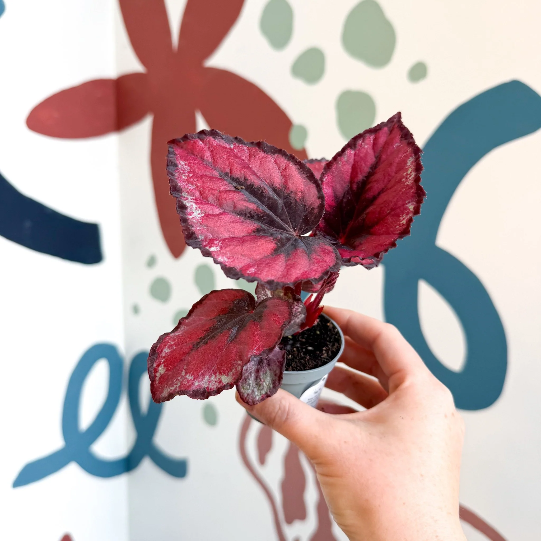 Begonia rex 'Red Kiss' - Image 10