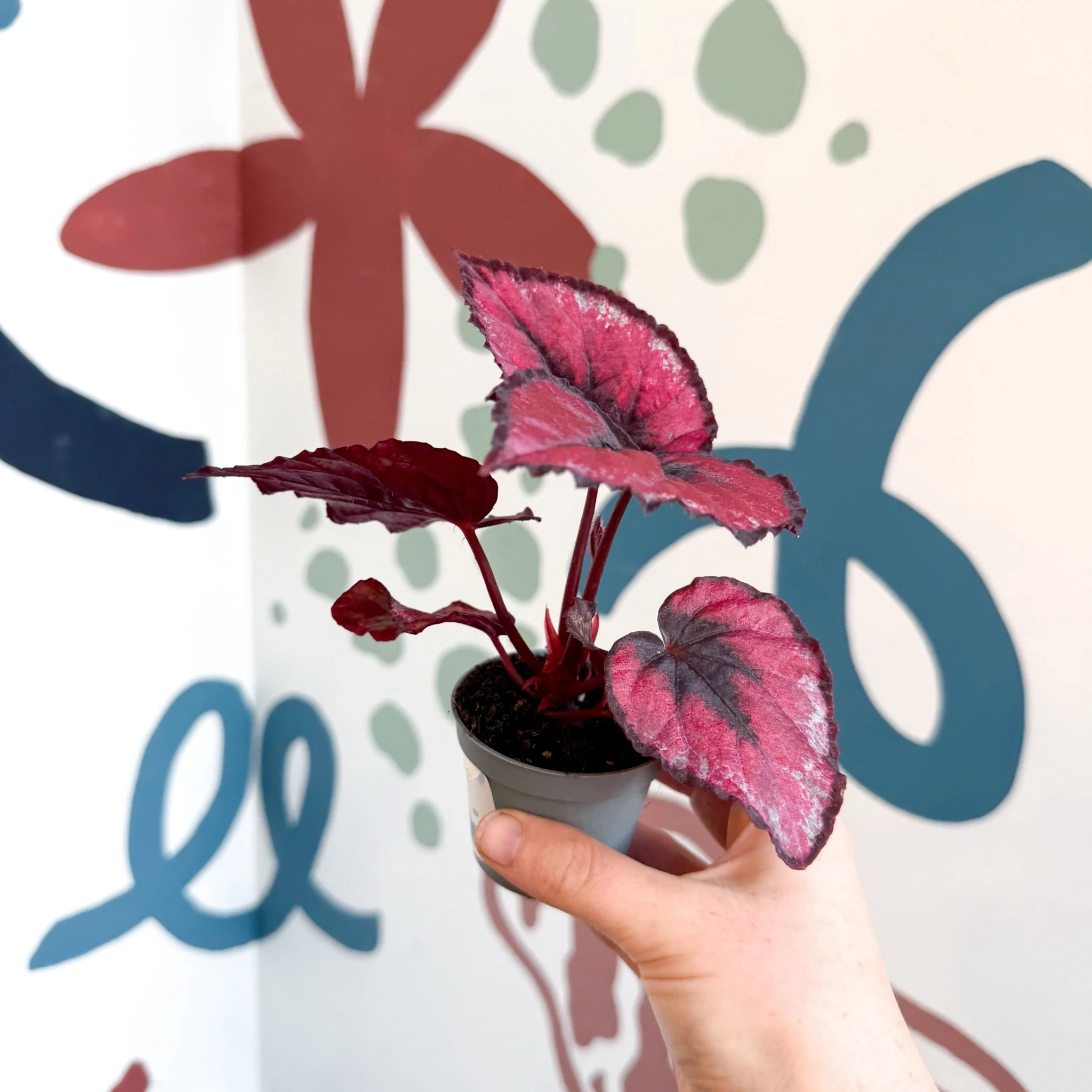 Begonia rex 'Red Kiss' - Image 12