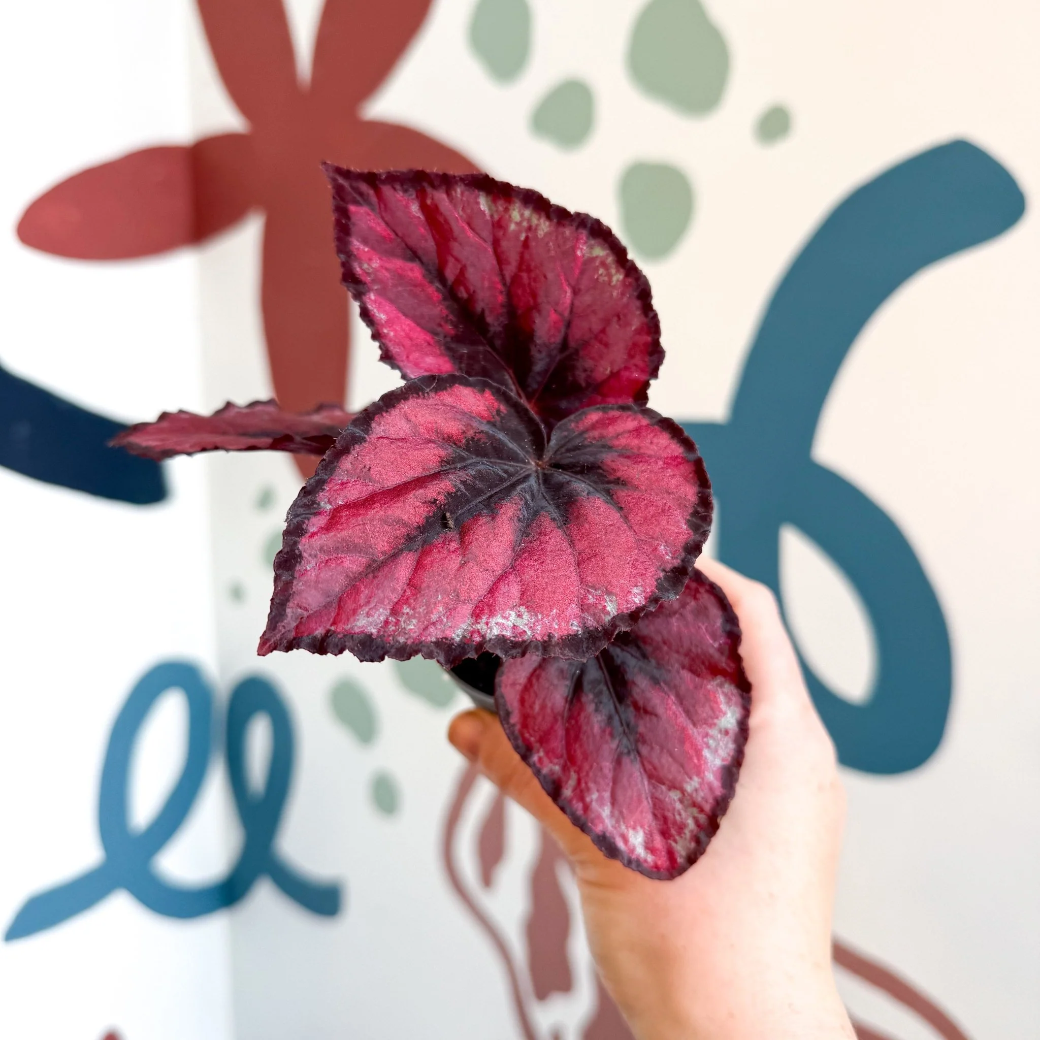 Begonia rex 'Red Kiss' - Image 13