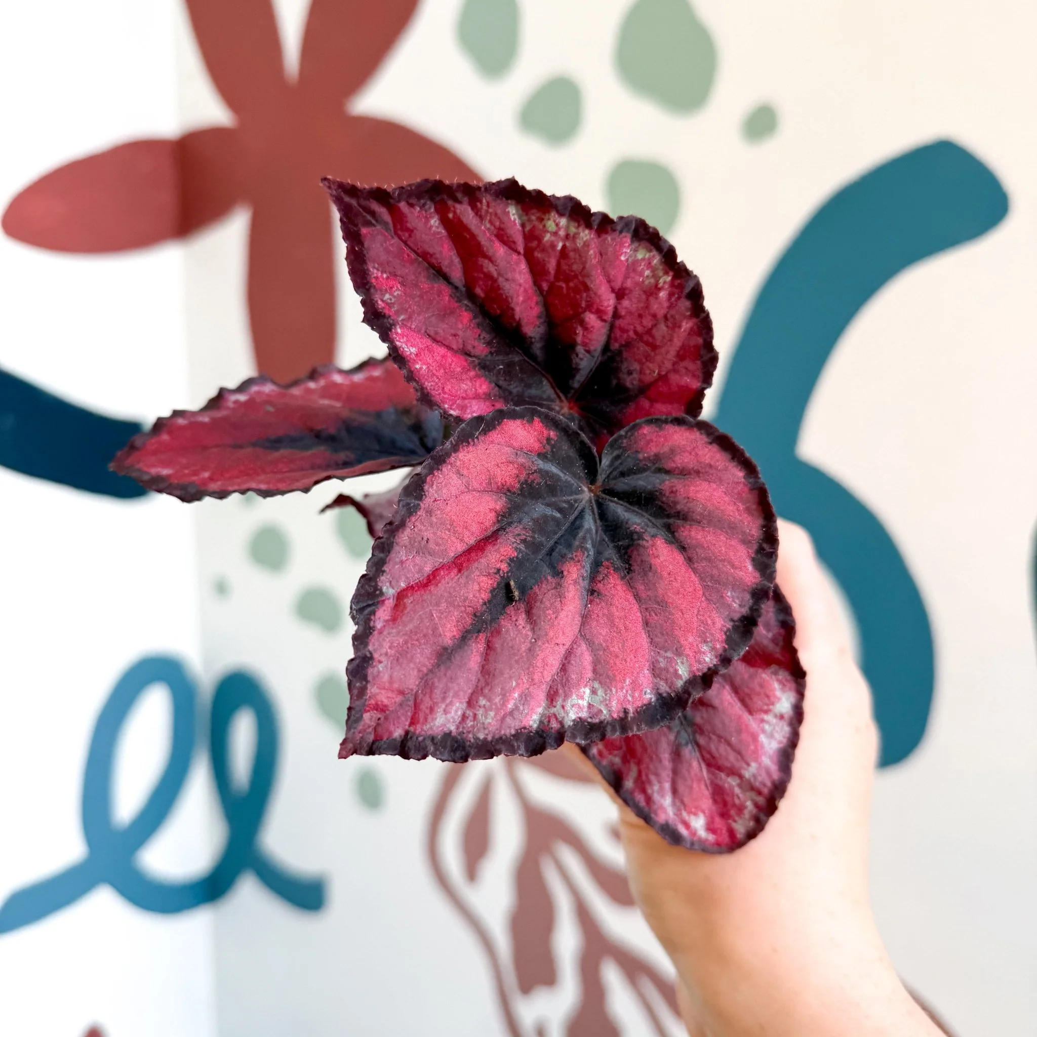 Begonia rex 'Red Kiss' - Image 14