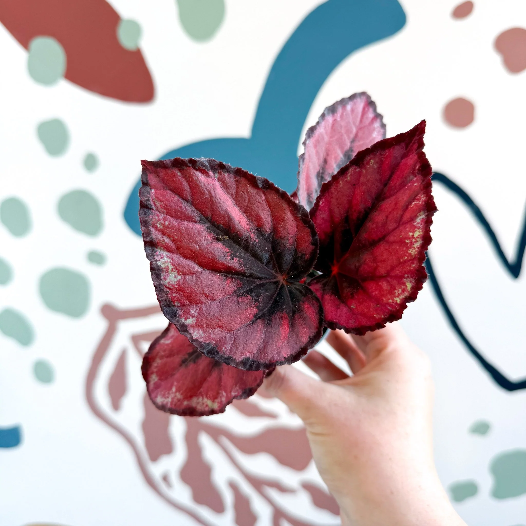Begonia rex 'Red Kiss' - Image 2