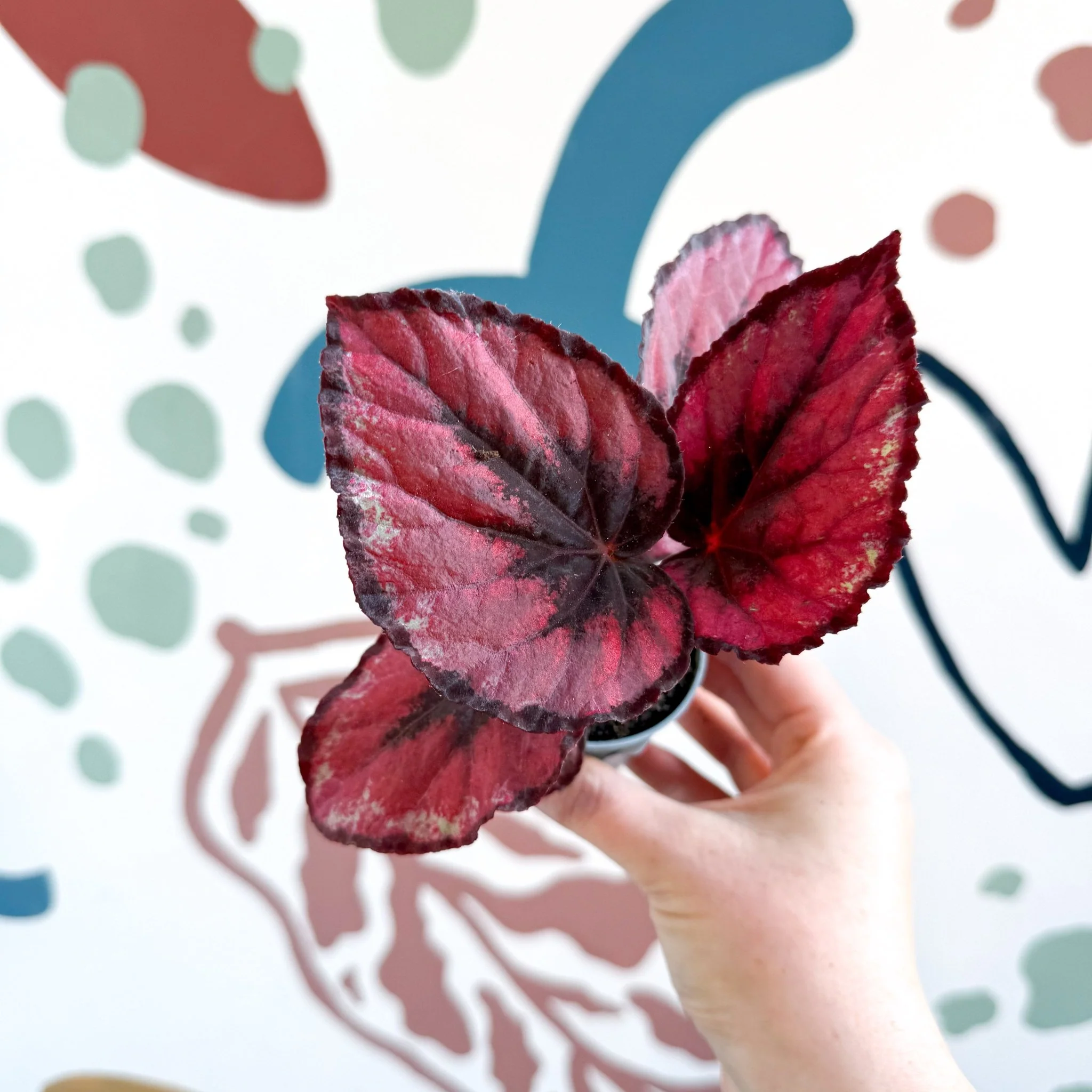 Begonia rex 'Red Kiss' - Image 3