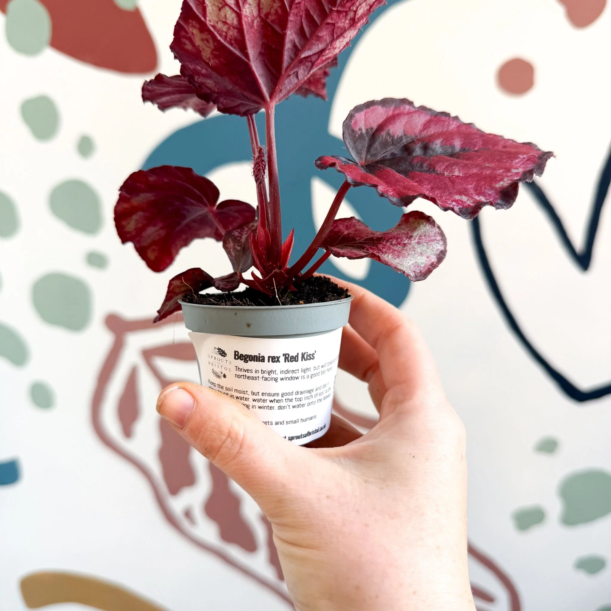 Begonia rex 'Red Kiss' - Image 4