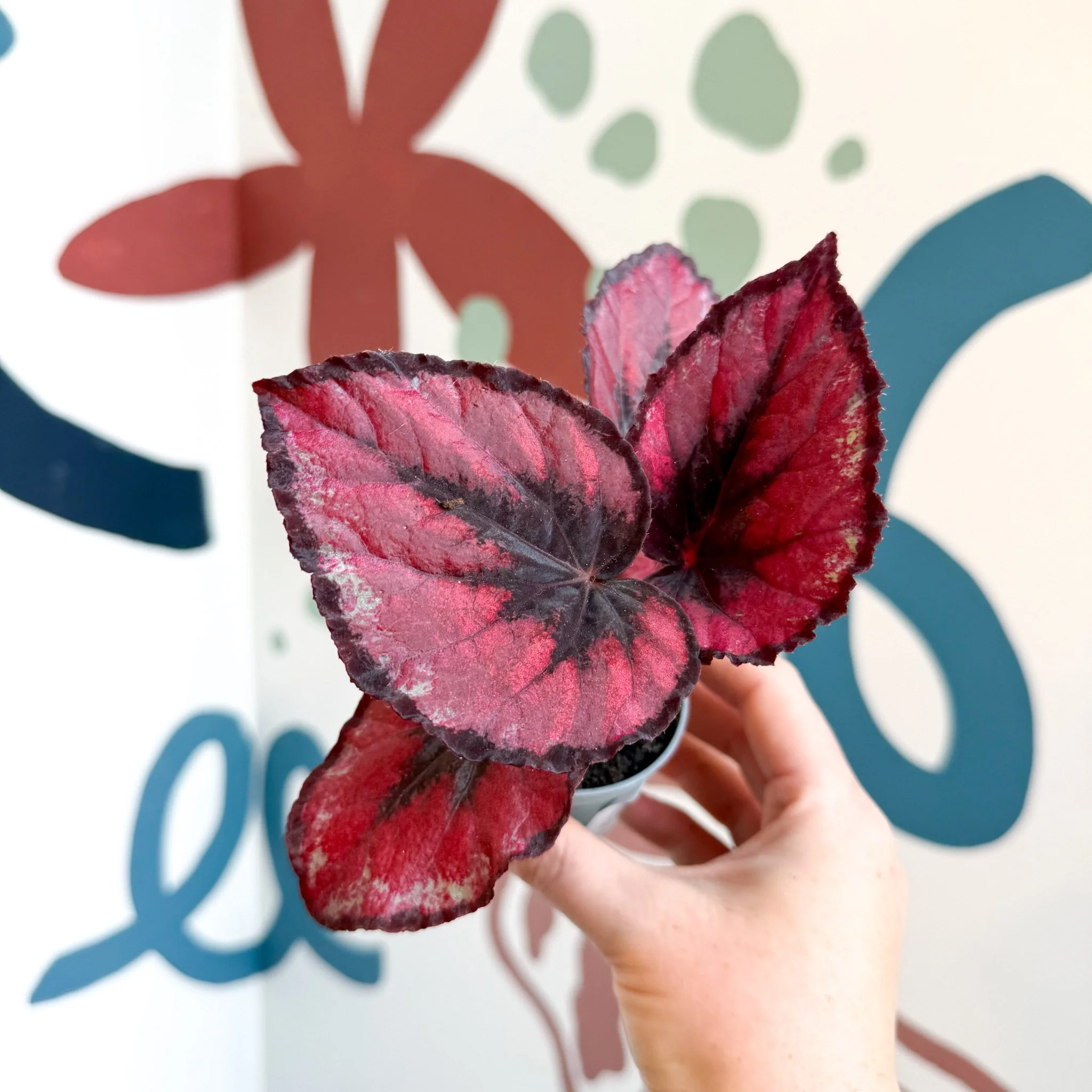 Begonia rex 'Red Kiss' - Image 8
