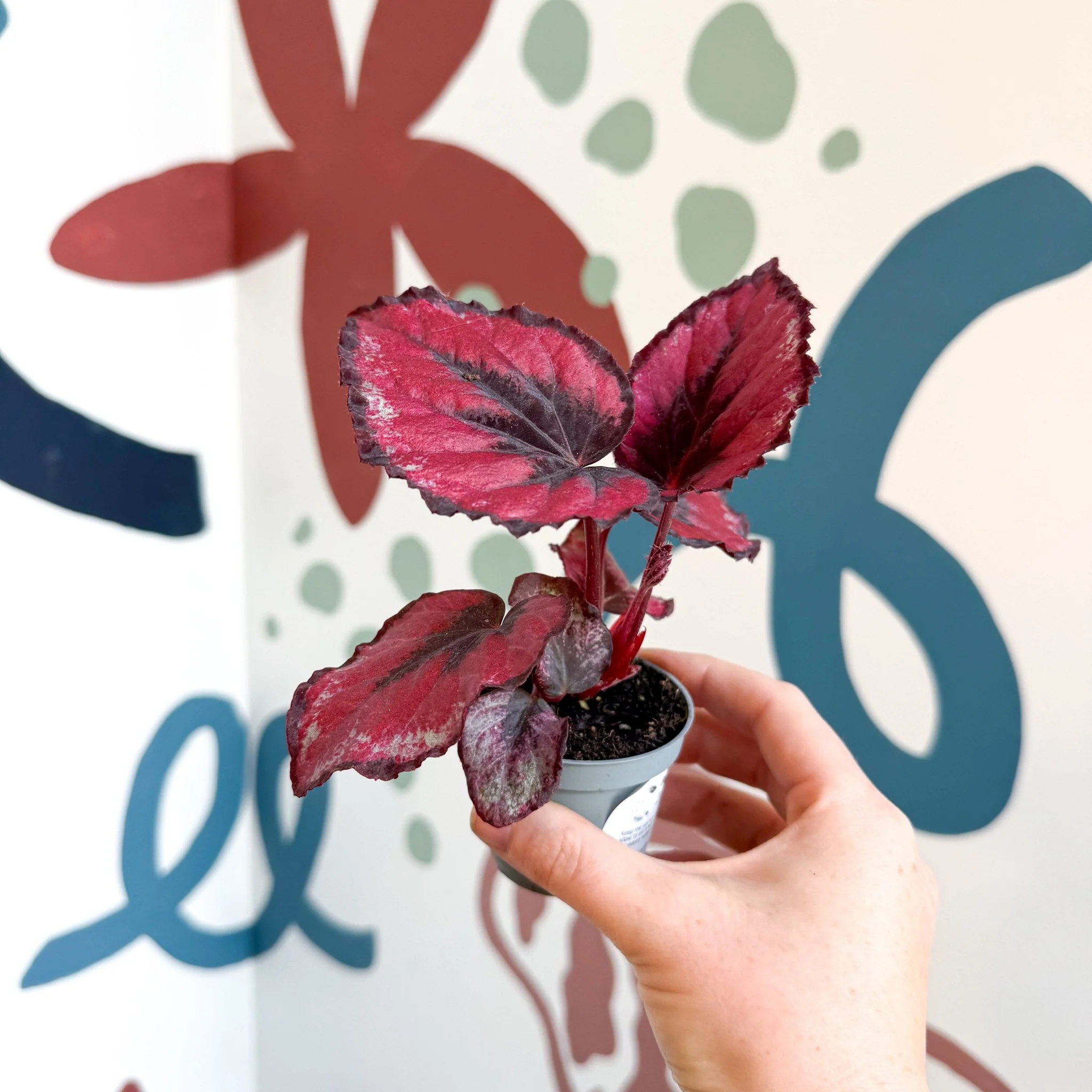 Begonia rex 'Red Kiss' - Image 9