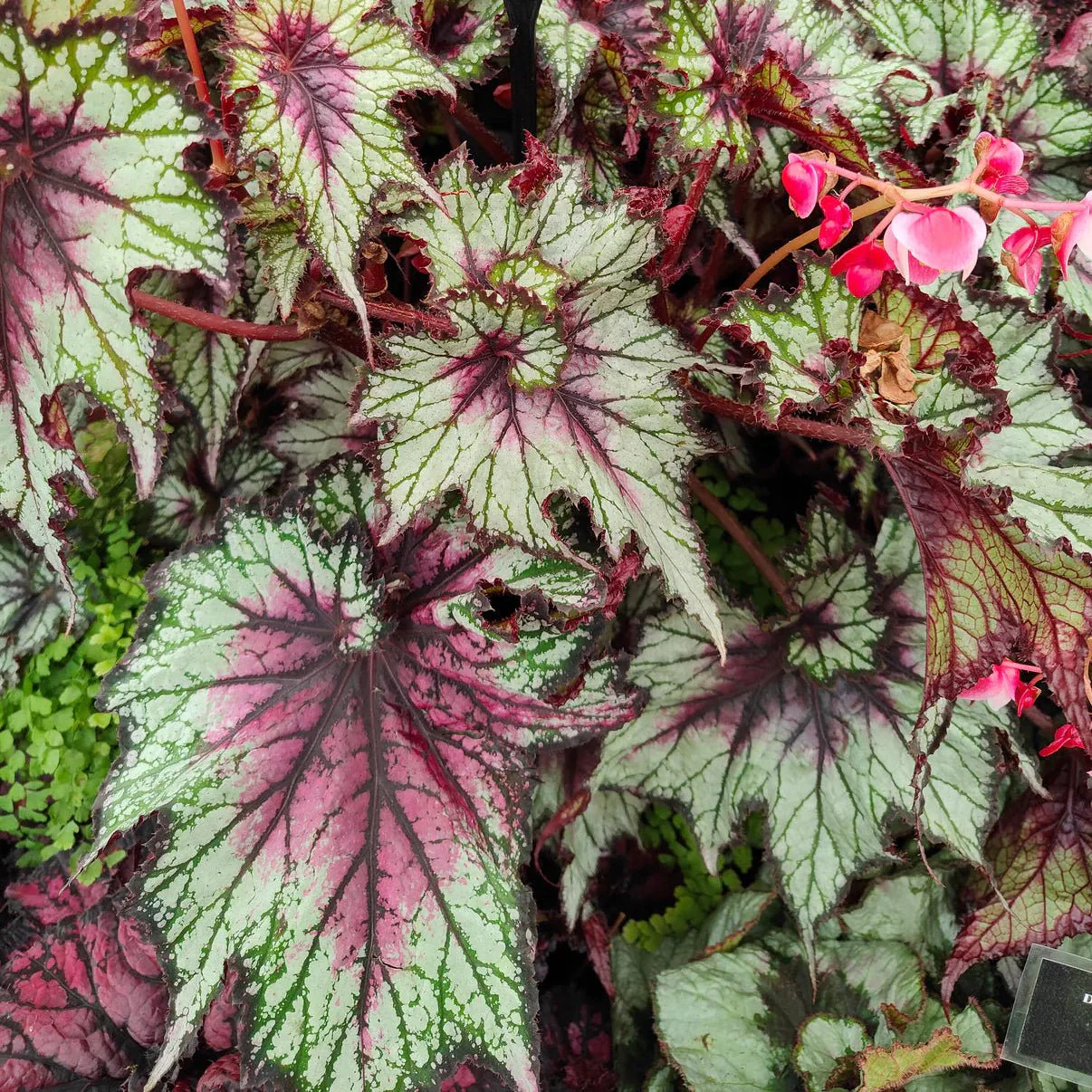 Begonia rex 'Red Tempest' - Welsh Grown