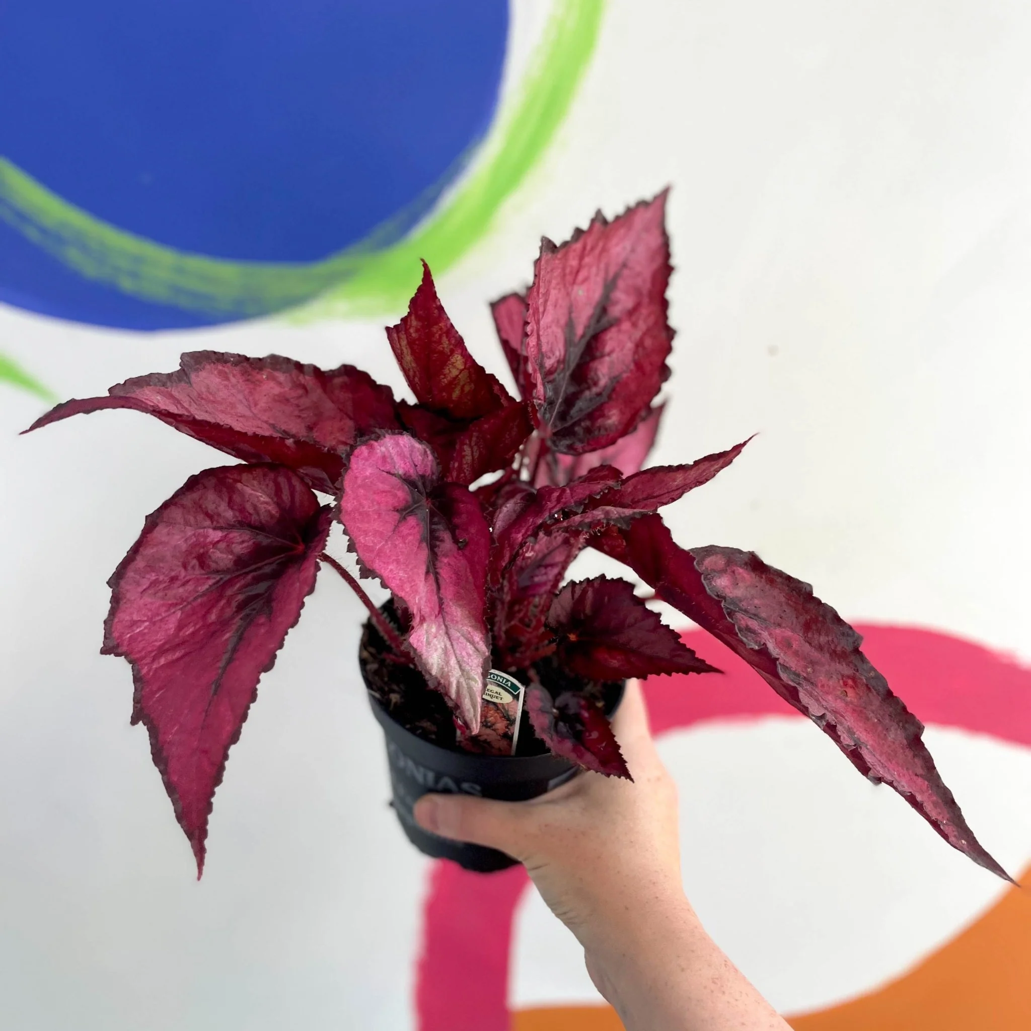 Begonia rex 'Regal Minuet' - Welsh Grown