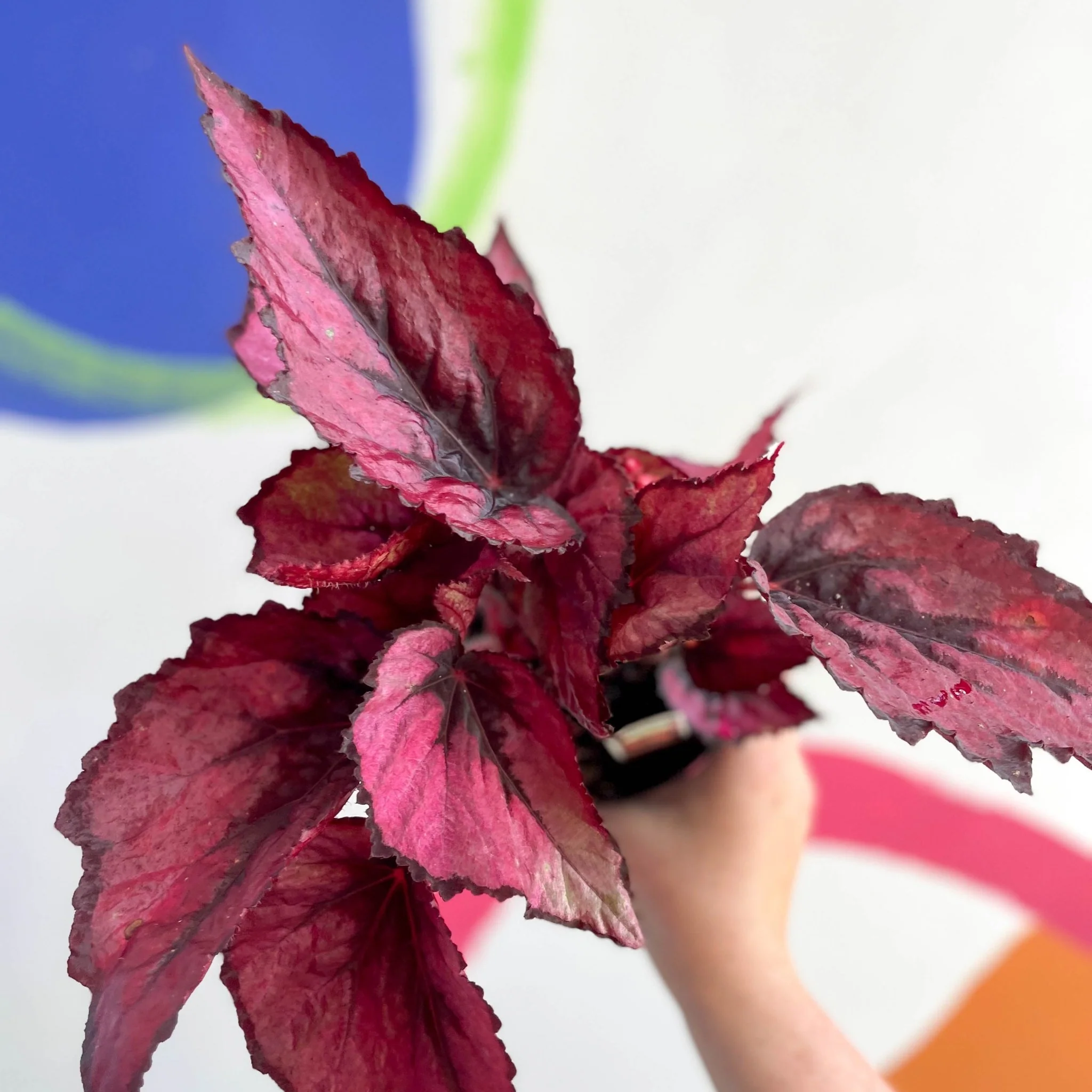 Begonia rex 'Regal Minuet' - Welsh Grown - Image 2
