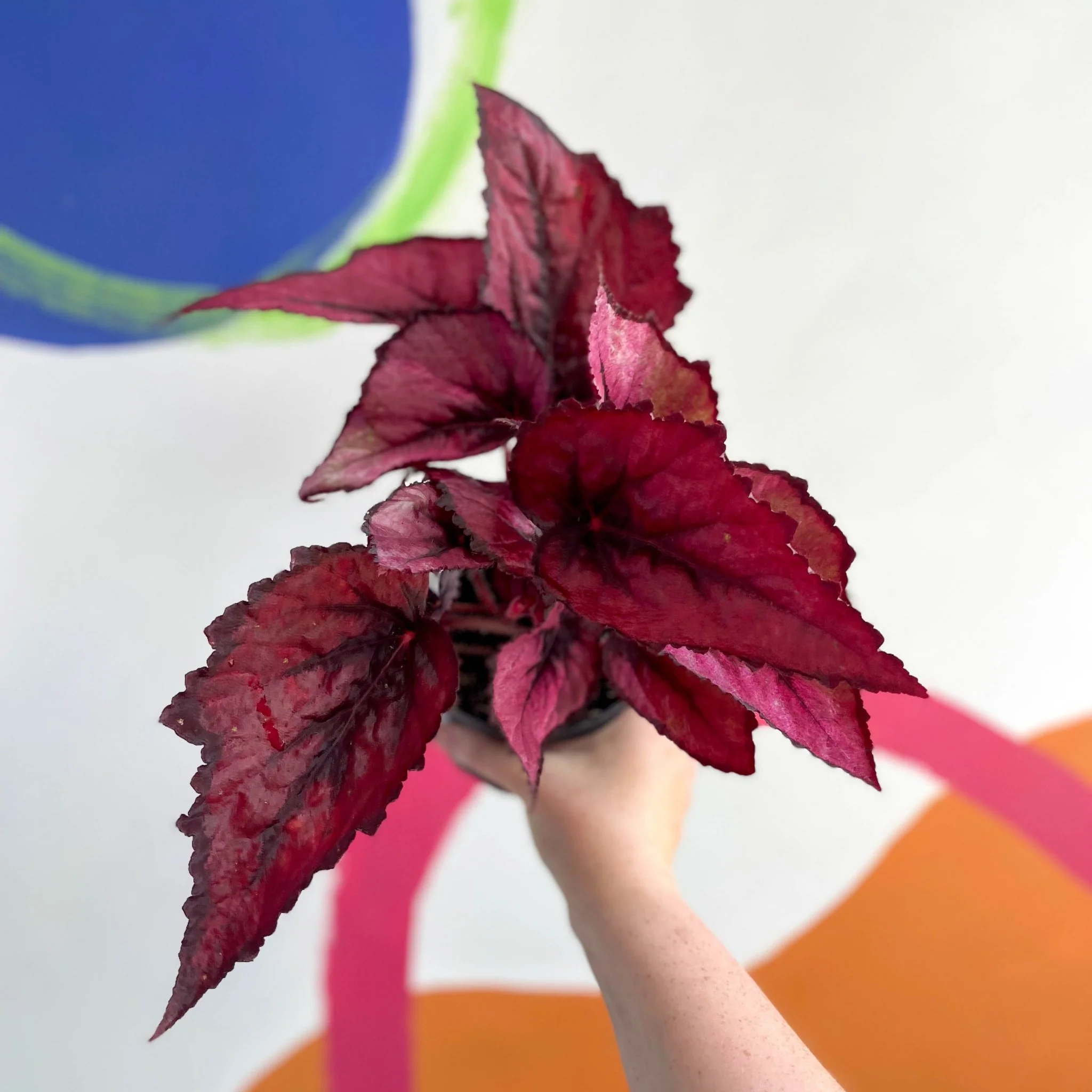 Begonia rex 'Regal Minuet' - Welsh Grown - Image 3