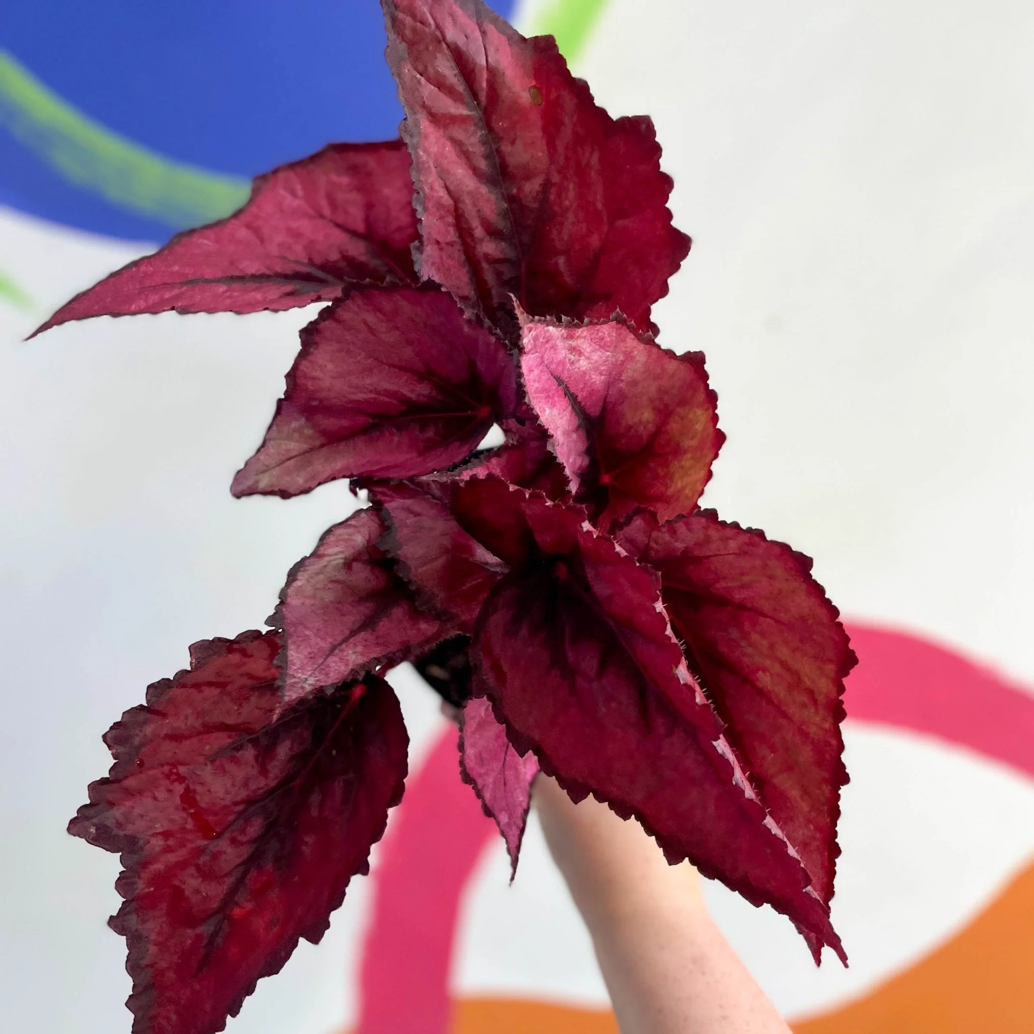 Begonia rex 'Regal Minuet' - Welsh Grown - Image 4