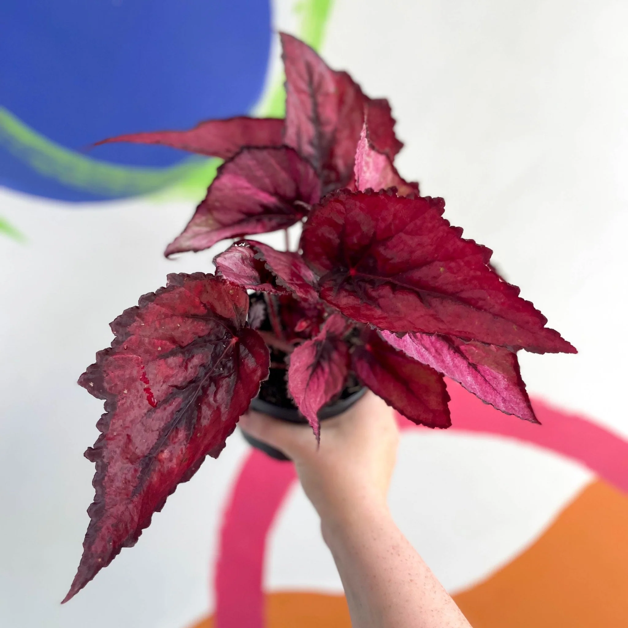 Begonia rex 'Regal Minuet' - Welsh Grown - Image 5