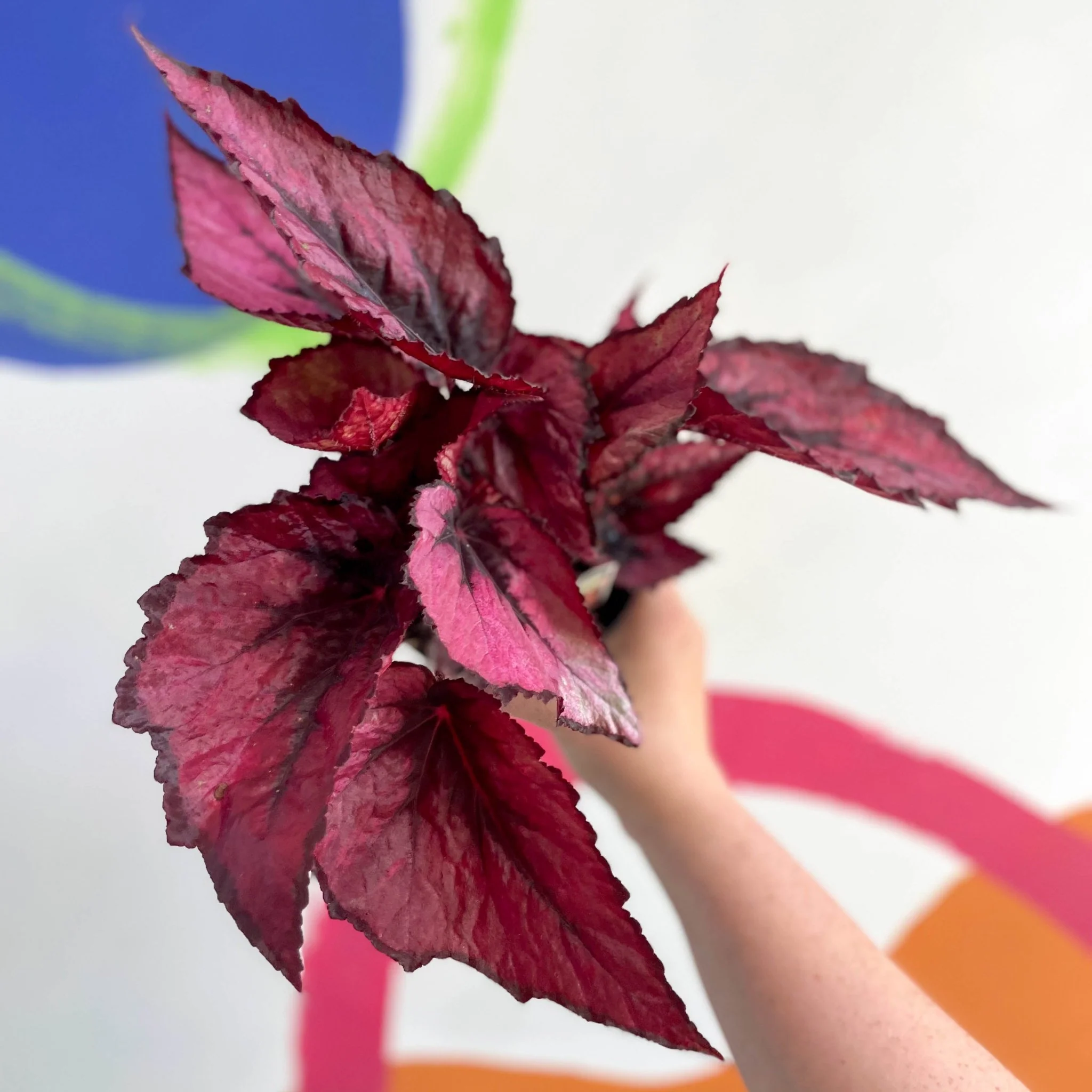 Begonia rex 'Regal Minuet' - Welsh Grown - Image 6