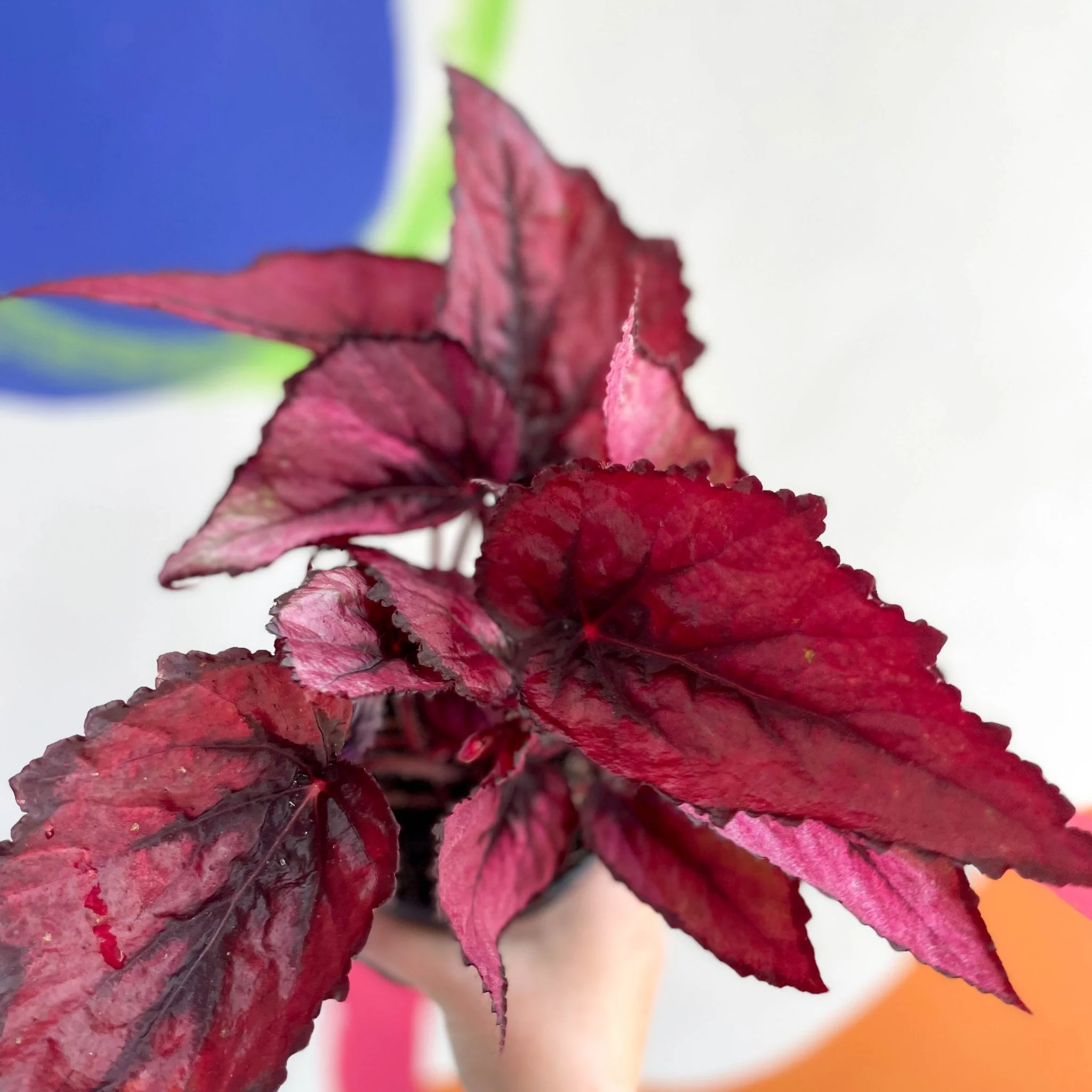 Begonia rex 'Regal Minuet' - Welsh Grown - Image 7