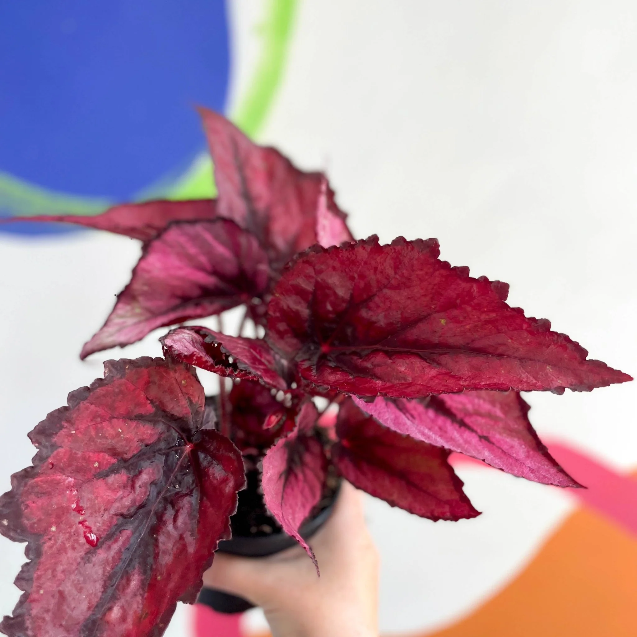 Begonia rex 'Regal Minuet' - Welsh Grown - Image 8