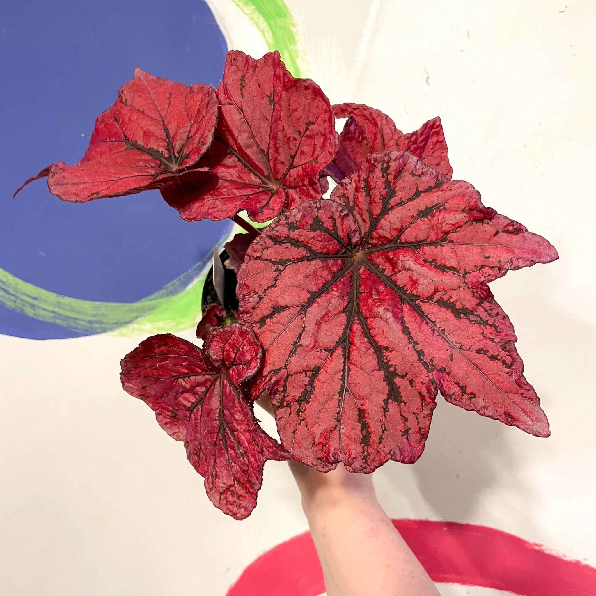 Begonia rex 'Ruby Celebration' - Welsh Grown