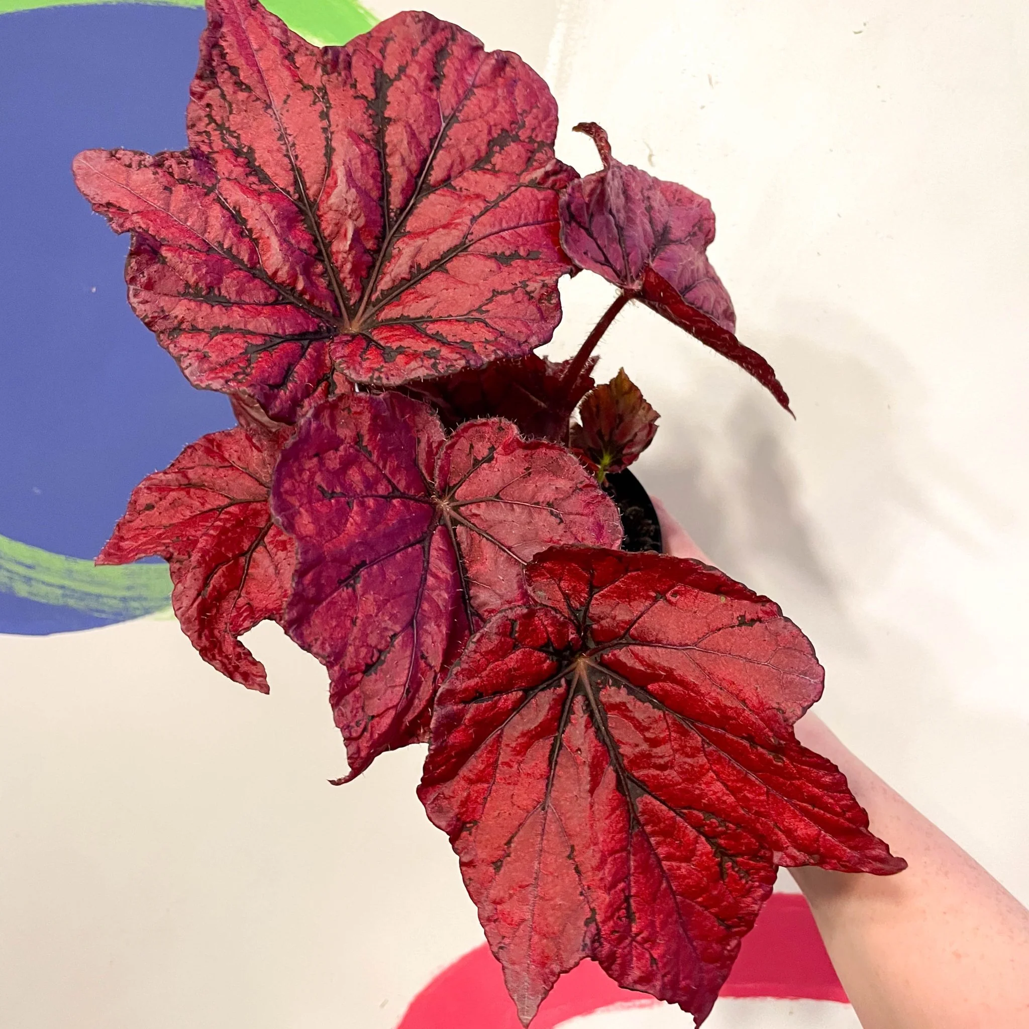 Begonia rex 'Ruby Celebration' - Welsh Grown - Image 2