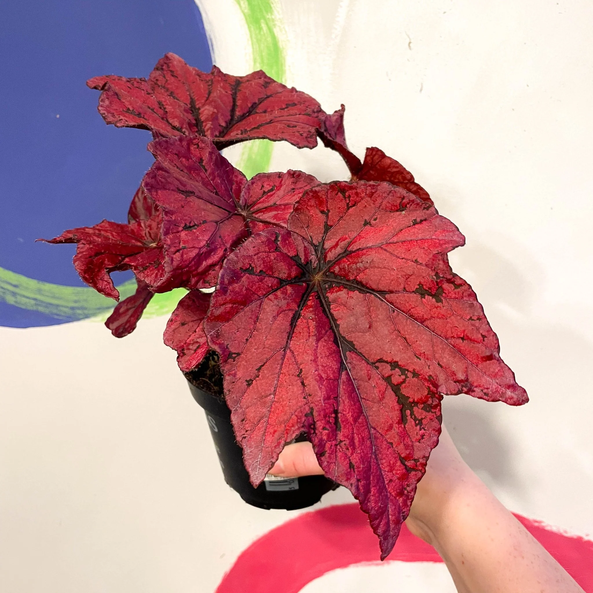 Begonia rex 'Ruby Celebration' - Welsh Grown - Image 3