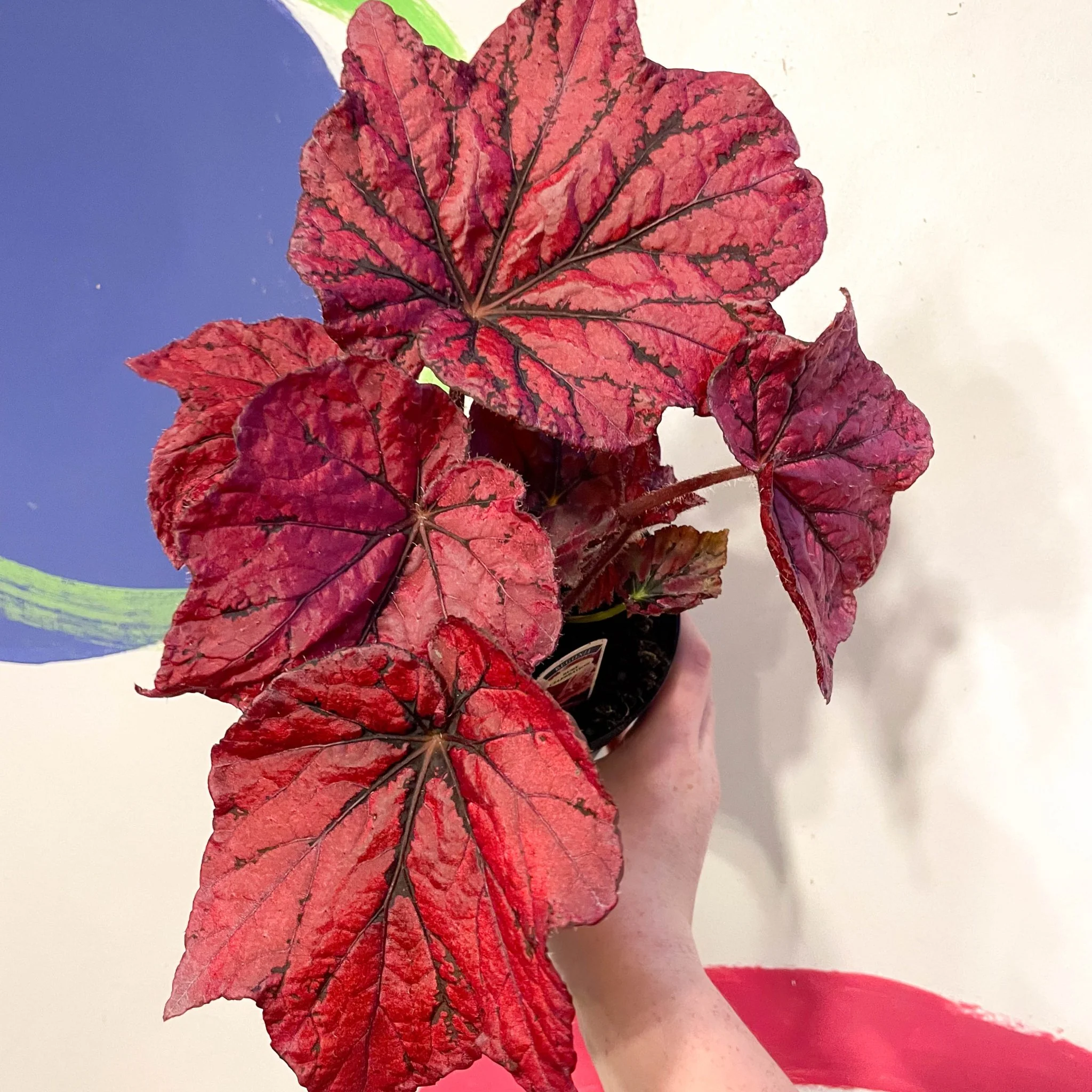 Begonia rex 'Ruby Celebration' - Welsh Grown - Image 4