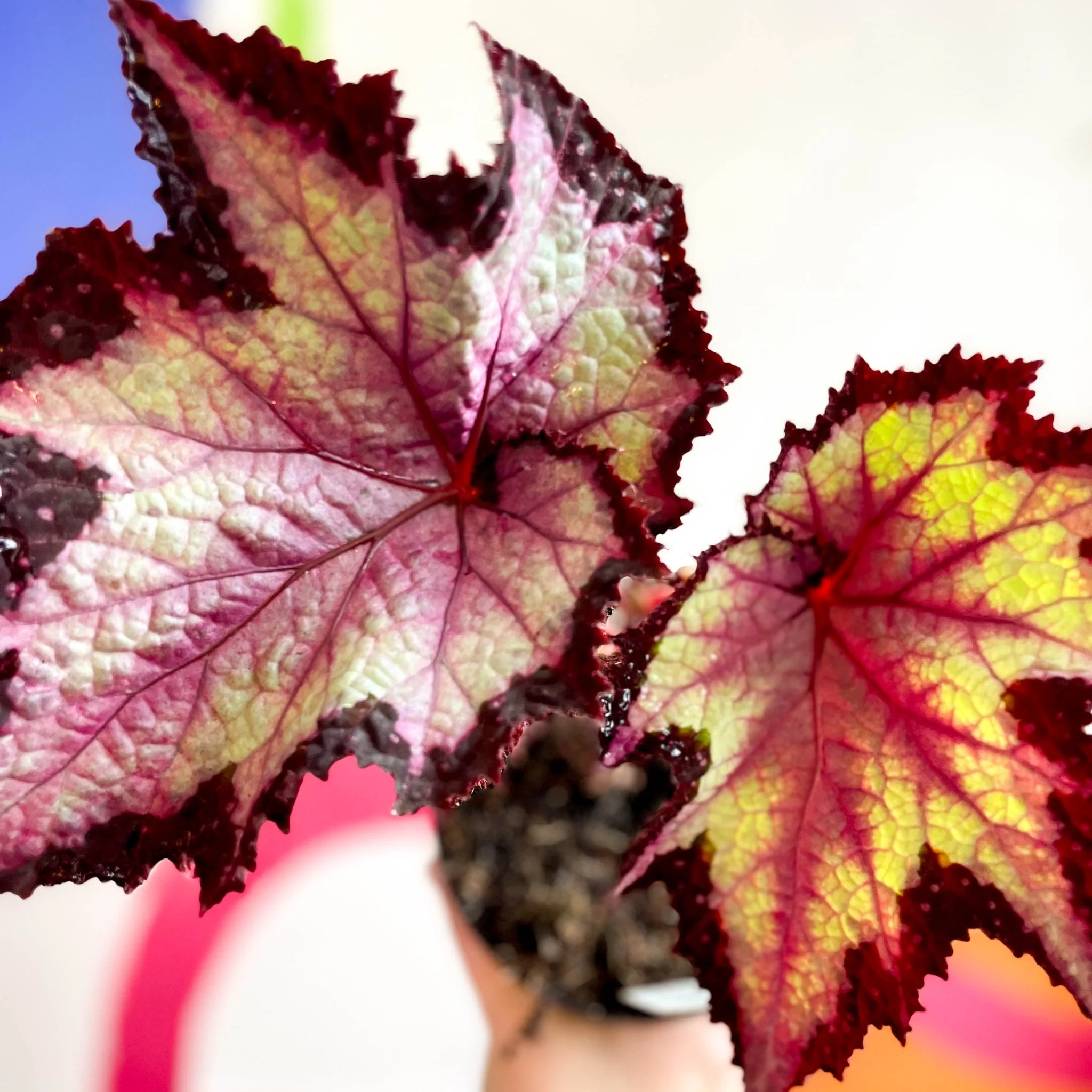 Begonia rex 'Sal's Comet' - Welsh Grown - Image 5