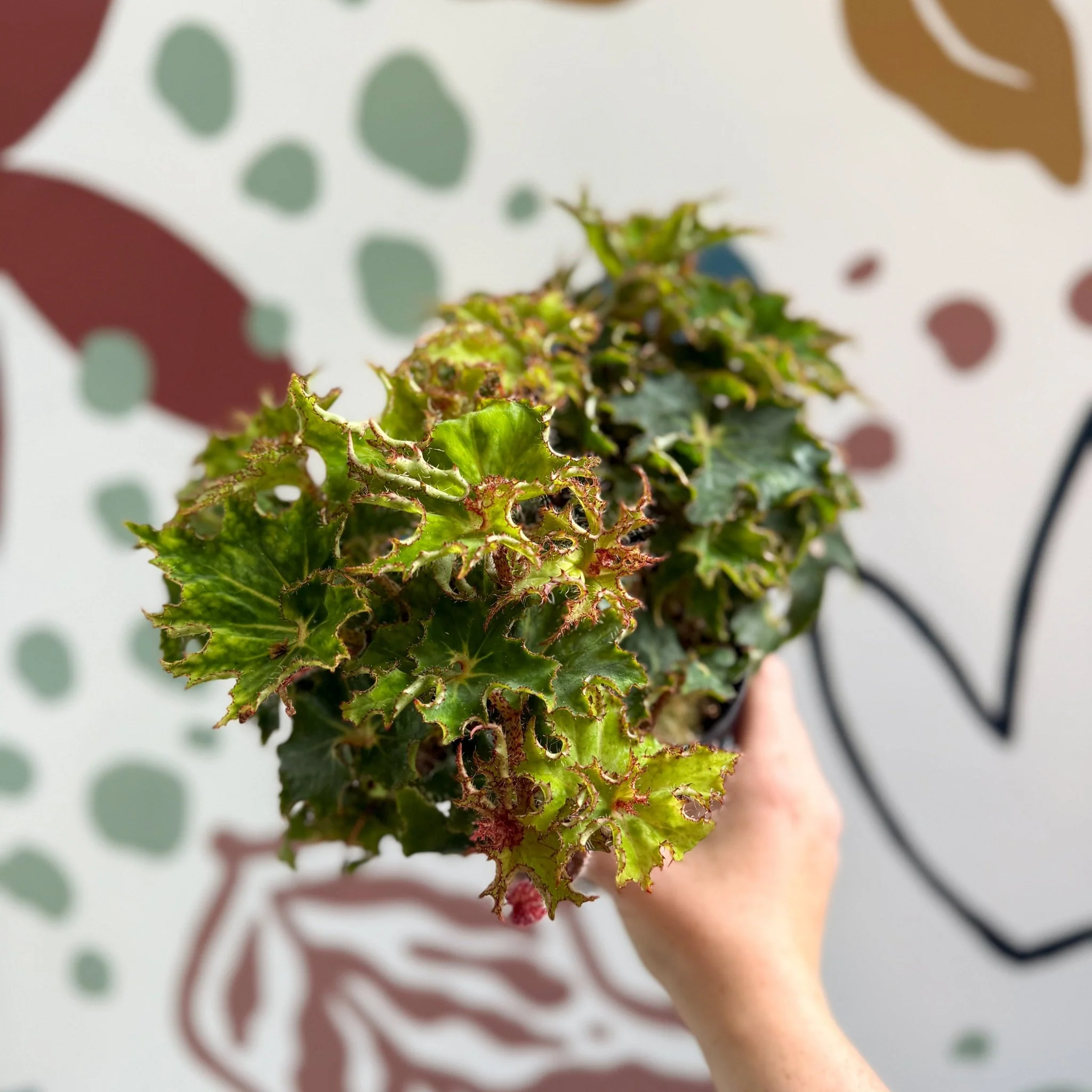 Begonia rex 'Sea Urchin' - Welsh Grown