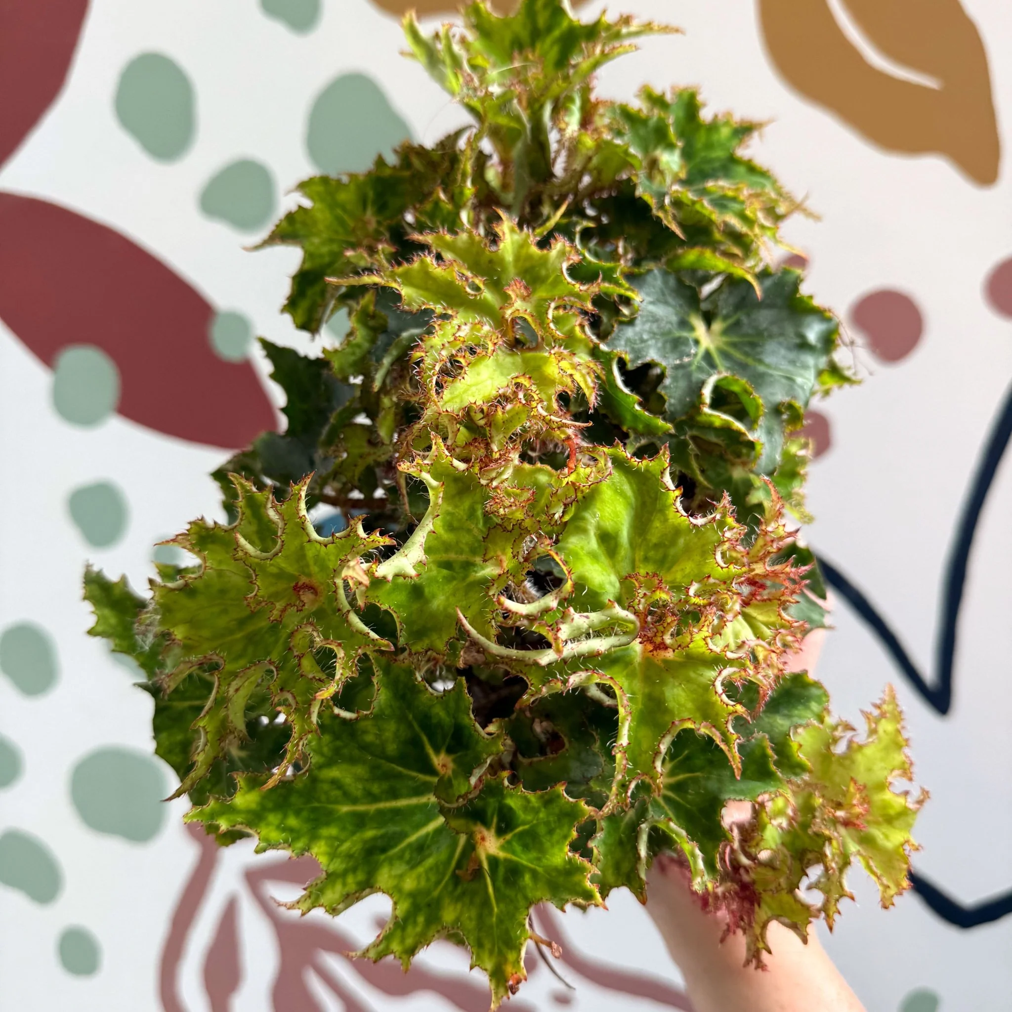 Begonia rex 'Sea Urchin' - Welsh Grown - Image 10