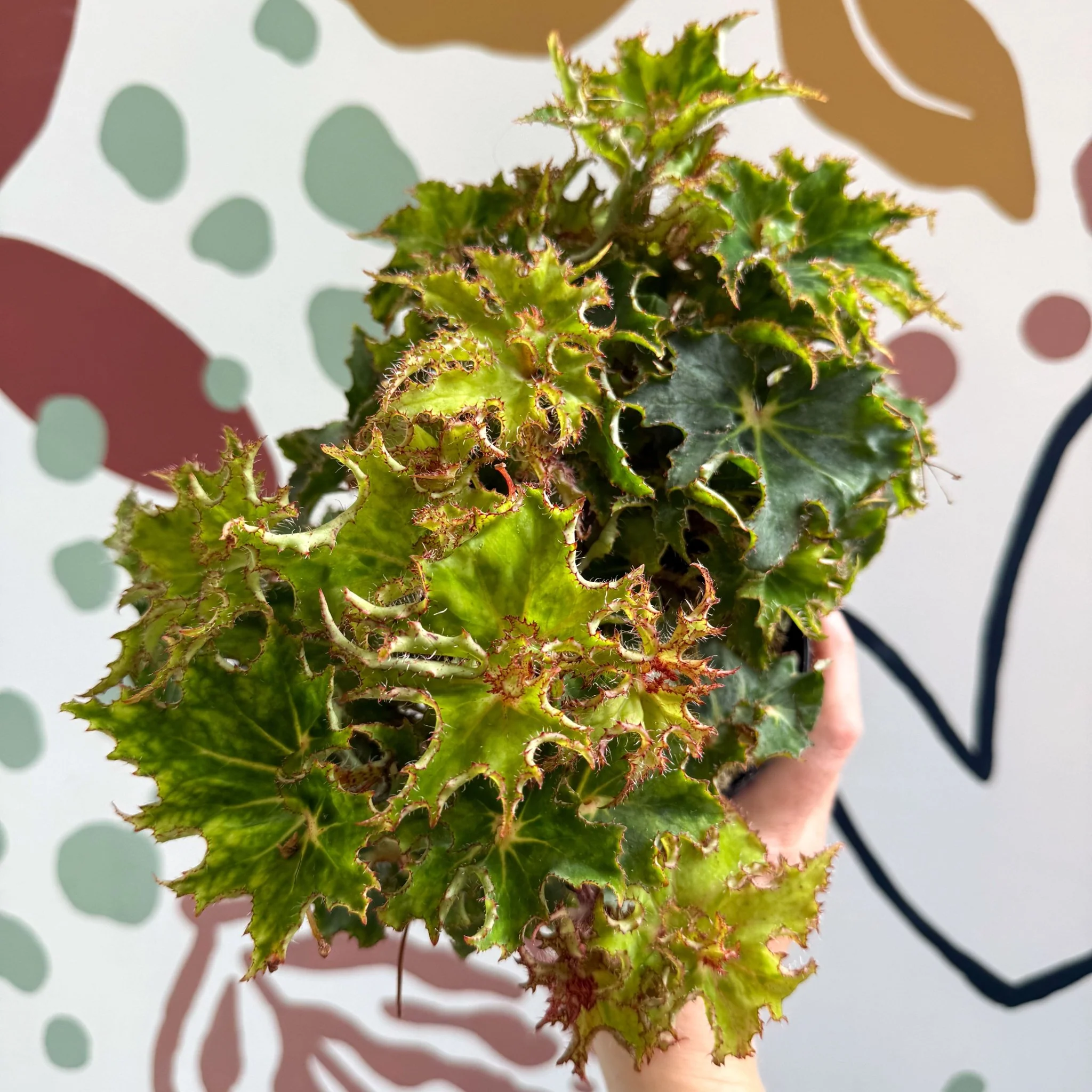 Begonia rex 'Sea Urchin' - Welsh Grown - Image 11