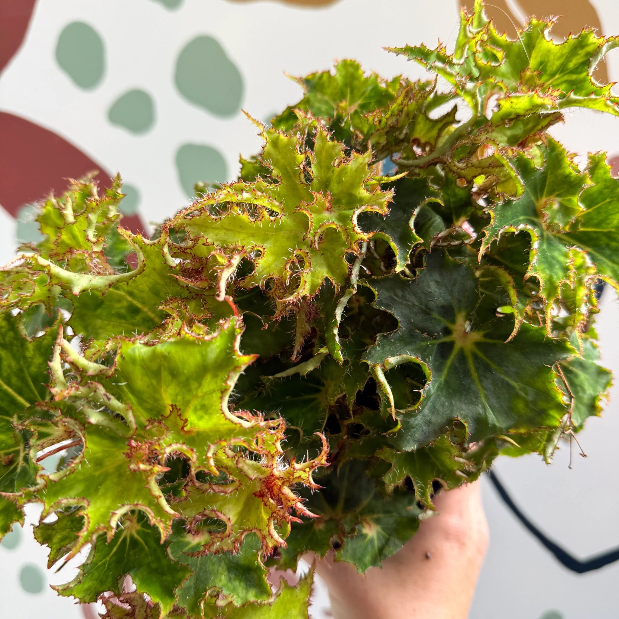 Begonia rex 'Sea Urchin' - Welsh Grown - Image 12