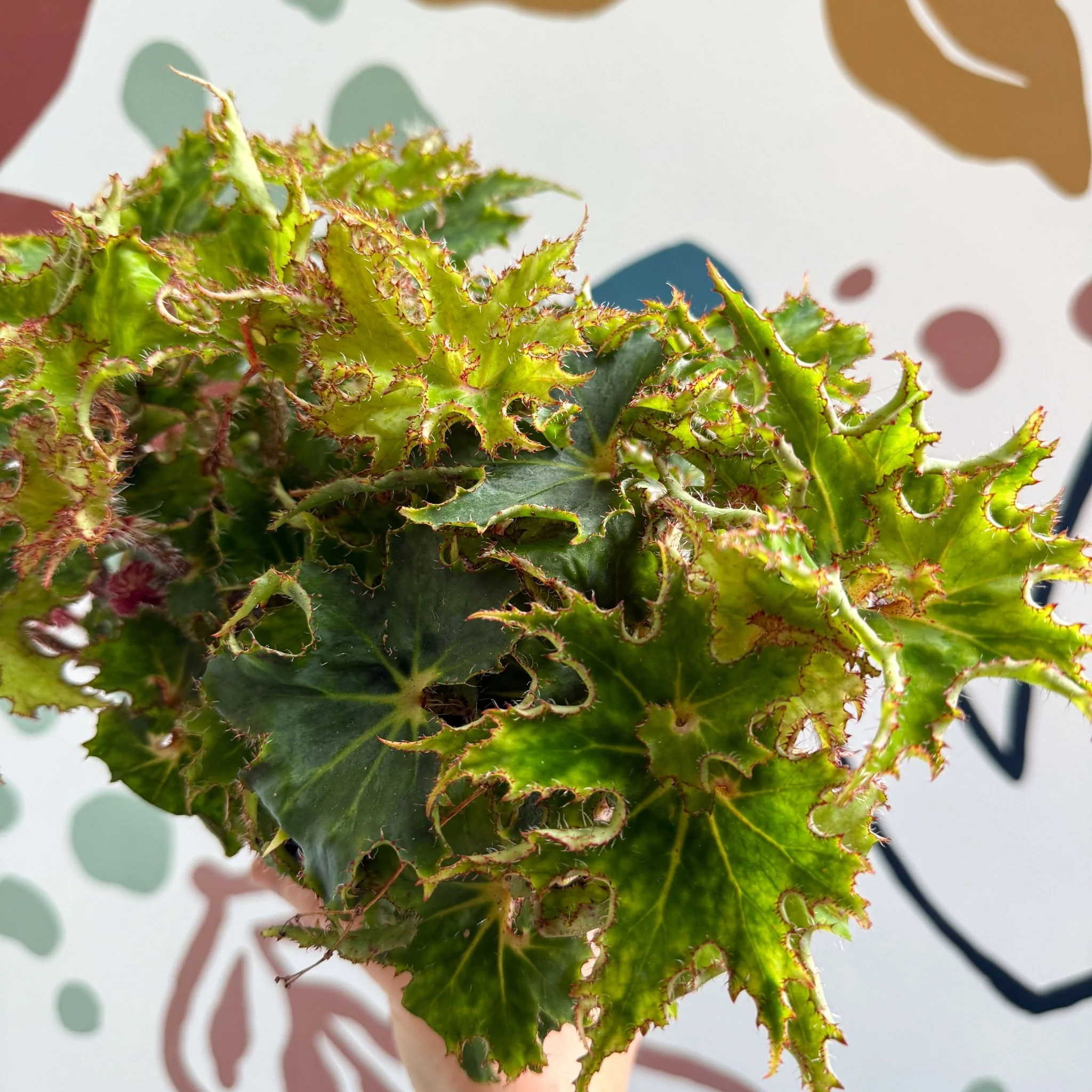 Begonia rex 'Sea Urchin' - Welsh Grown - Image 14