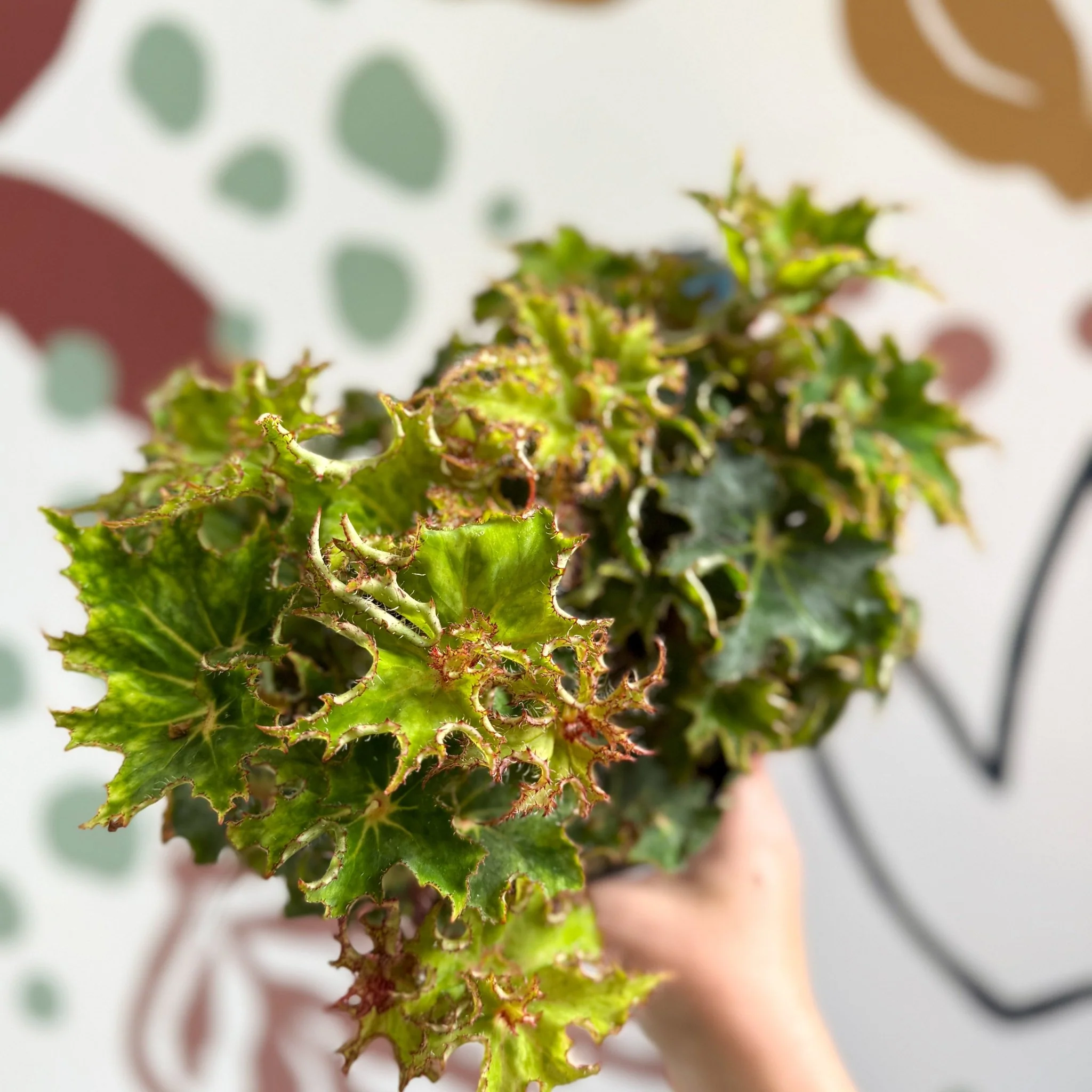 Begonia rex 'Sea Urchin' - Welsh Grown - Image 16