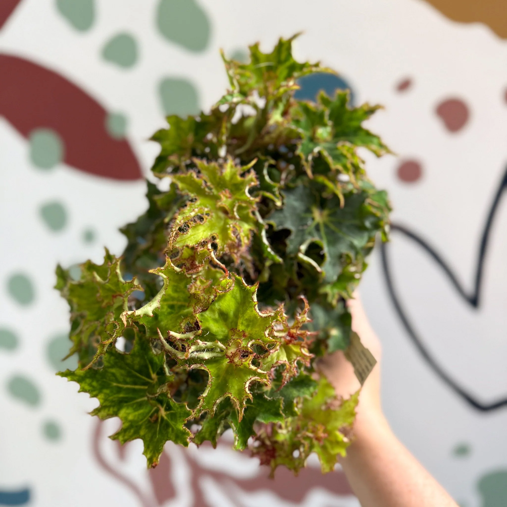 Begonia rex 'Sea Urchin' - Welsh Grown - Image 3