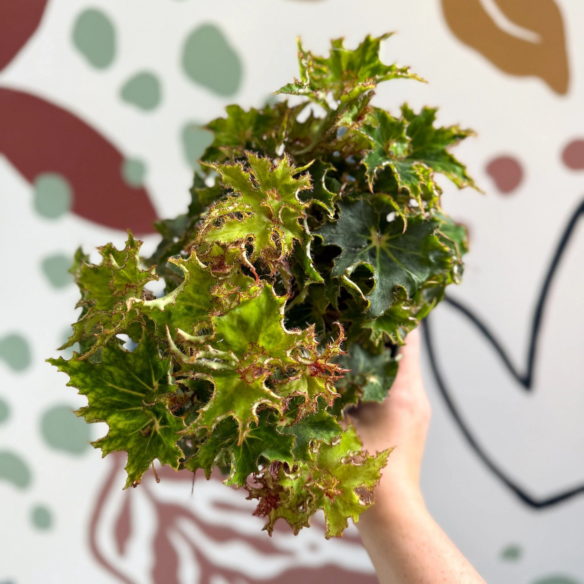 Begonia rex 'Sea Urchin' - Welsh Grown - Image 5