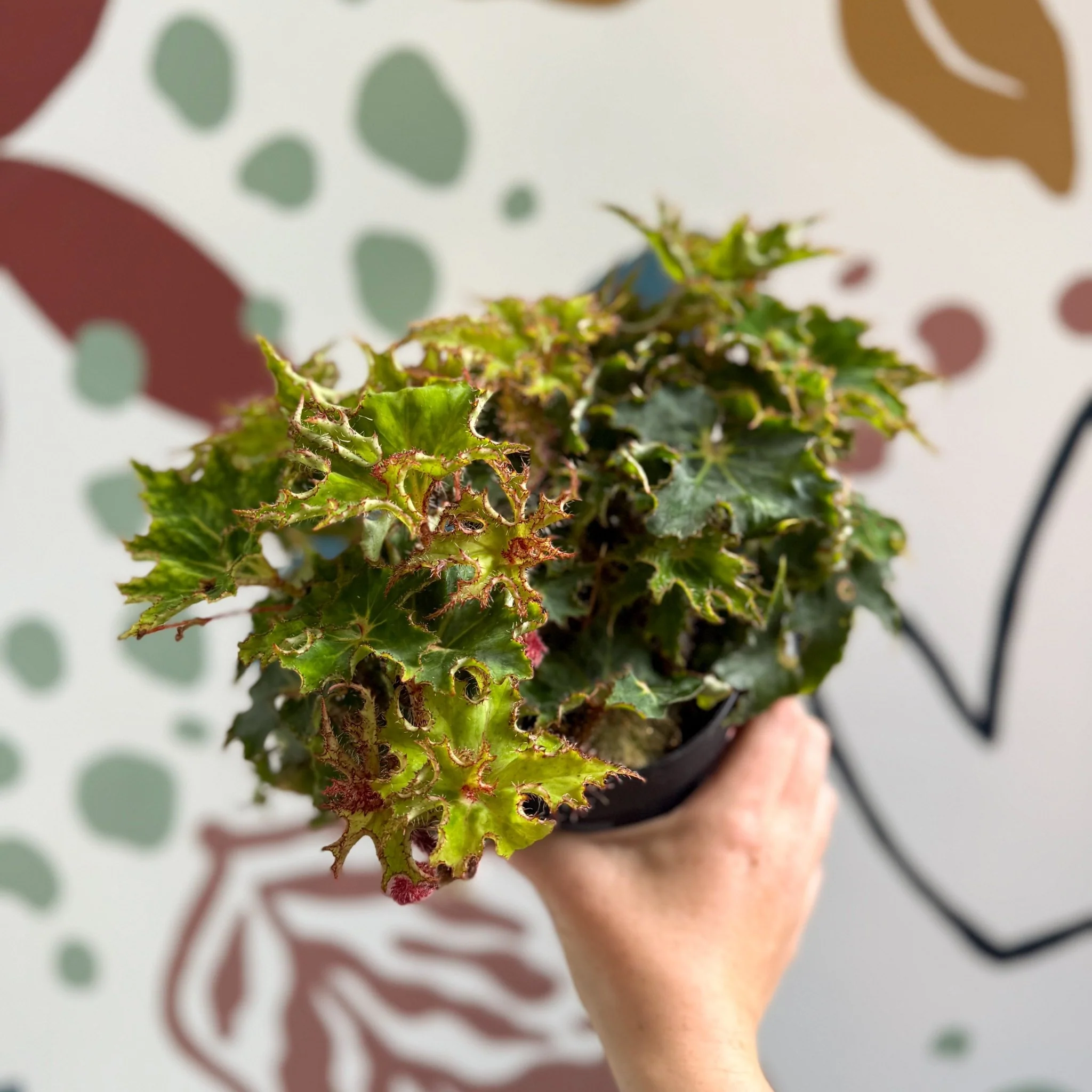 Begonia rex 'Sea Urchin' - Welsh Grown - Image 6