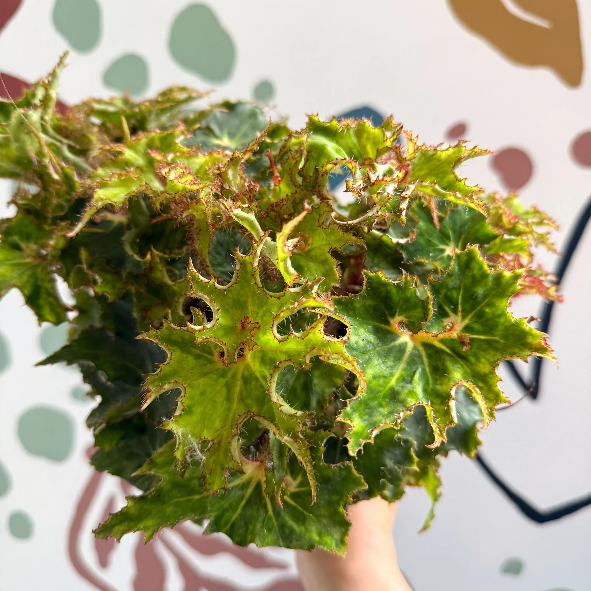 Begonia rex 'Sea Urchin' - Welsh Grown - Image 8