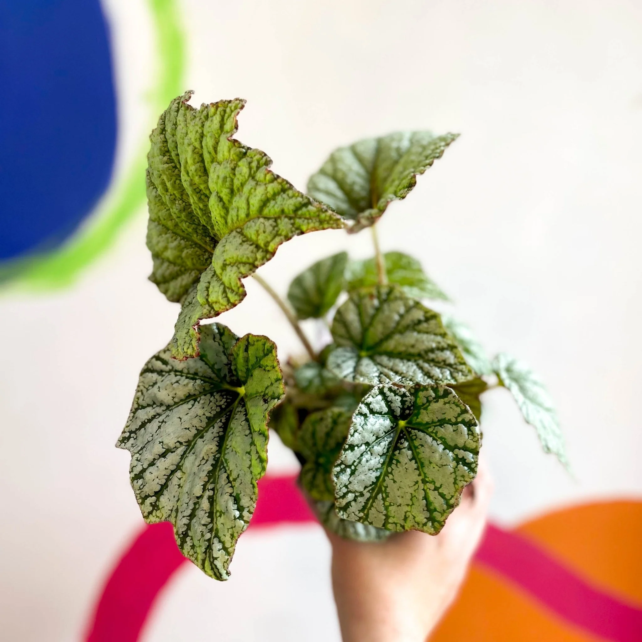 Begonia 'Silver Cloud' - Welsh Grown