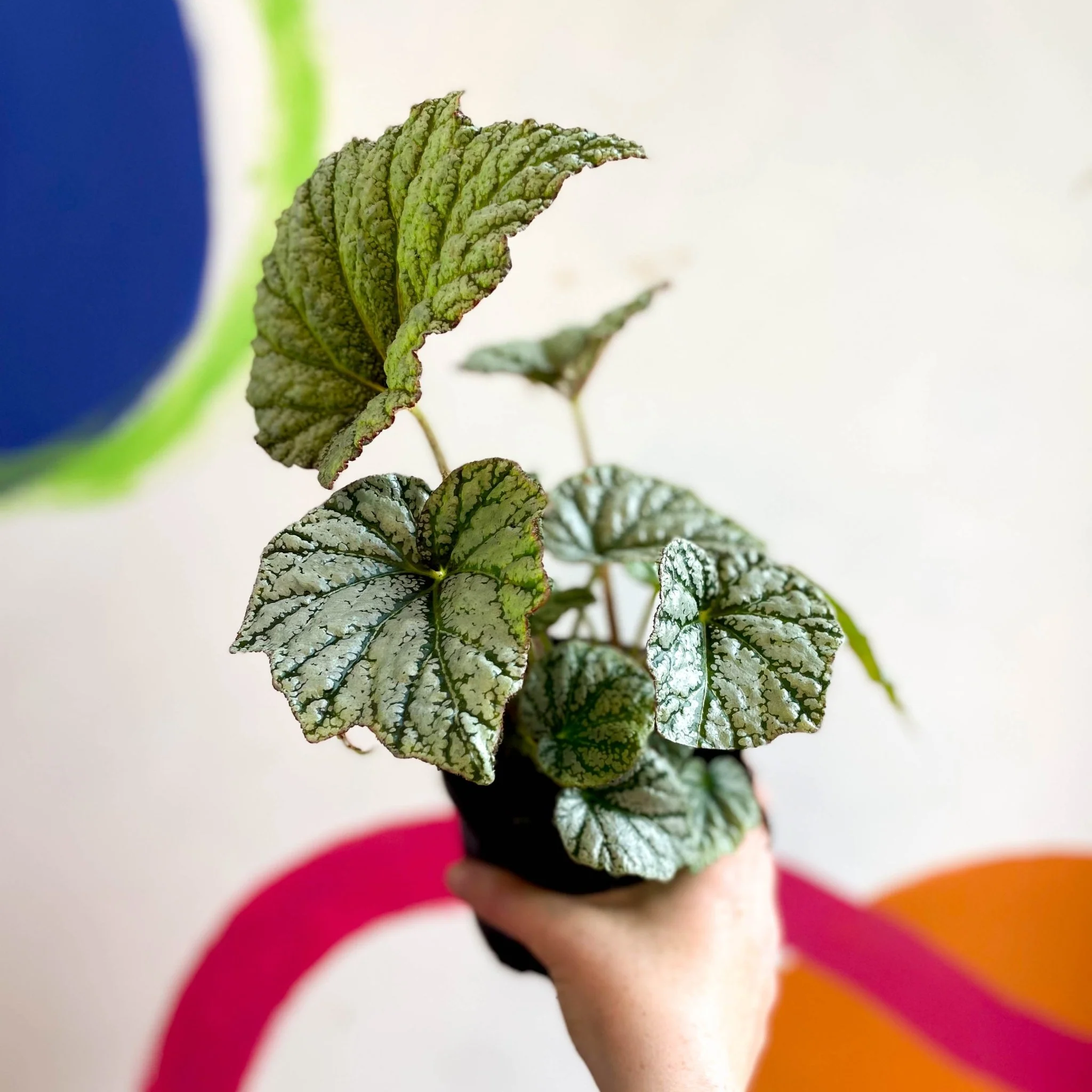 Begonia 'Silver Cloud' - Welsh Grown - Image 10