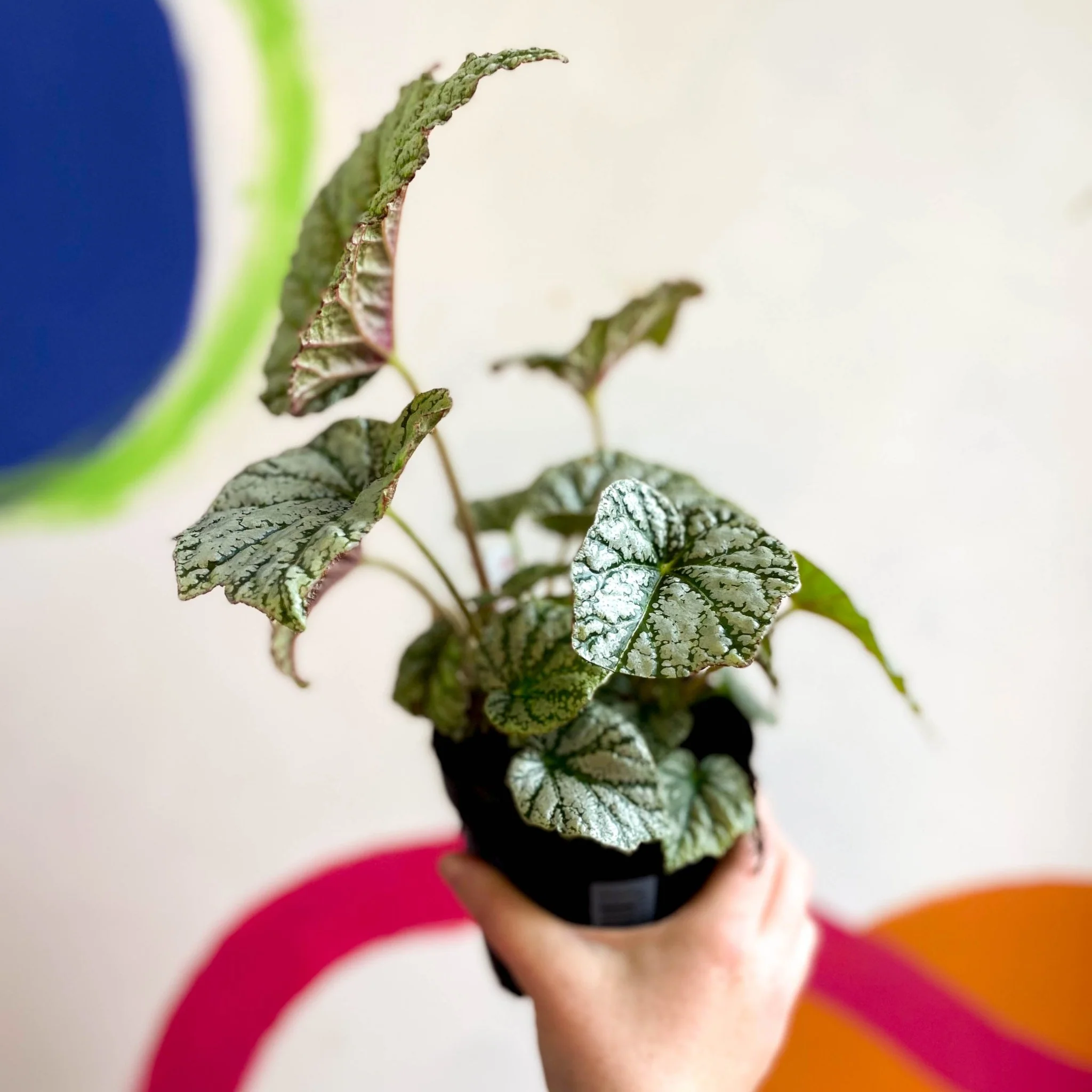 Begonia 'Silver Cloud' - Welsh Grown - Image 11