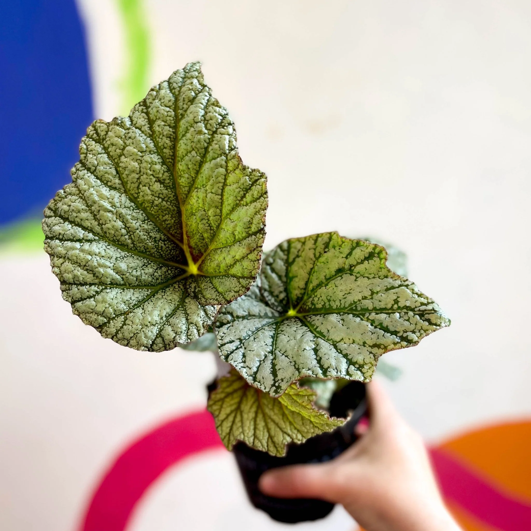 Begonia 'Silver Cloud' - Welsh Grown - Image 2