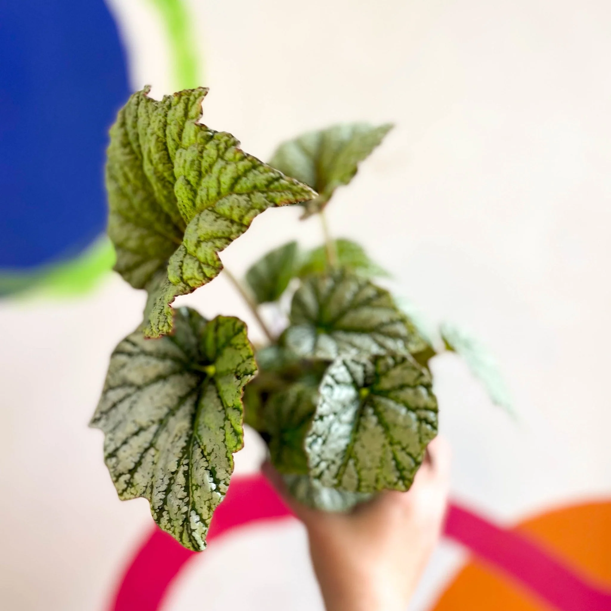 Begonia 'Silver Cloud' - Welsh Grown - Image 3