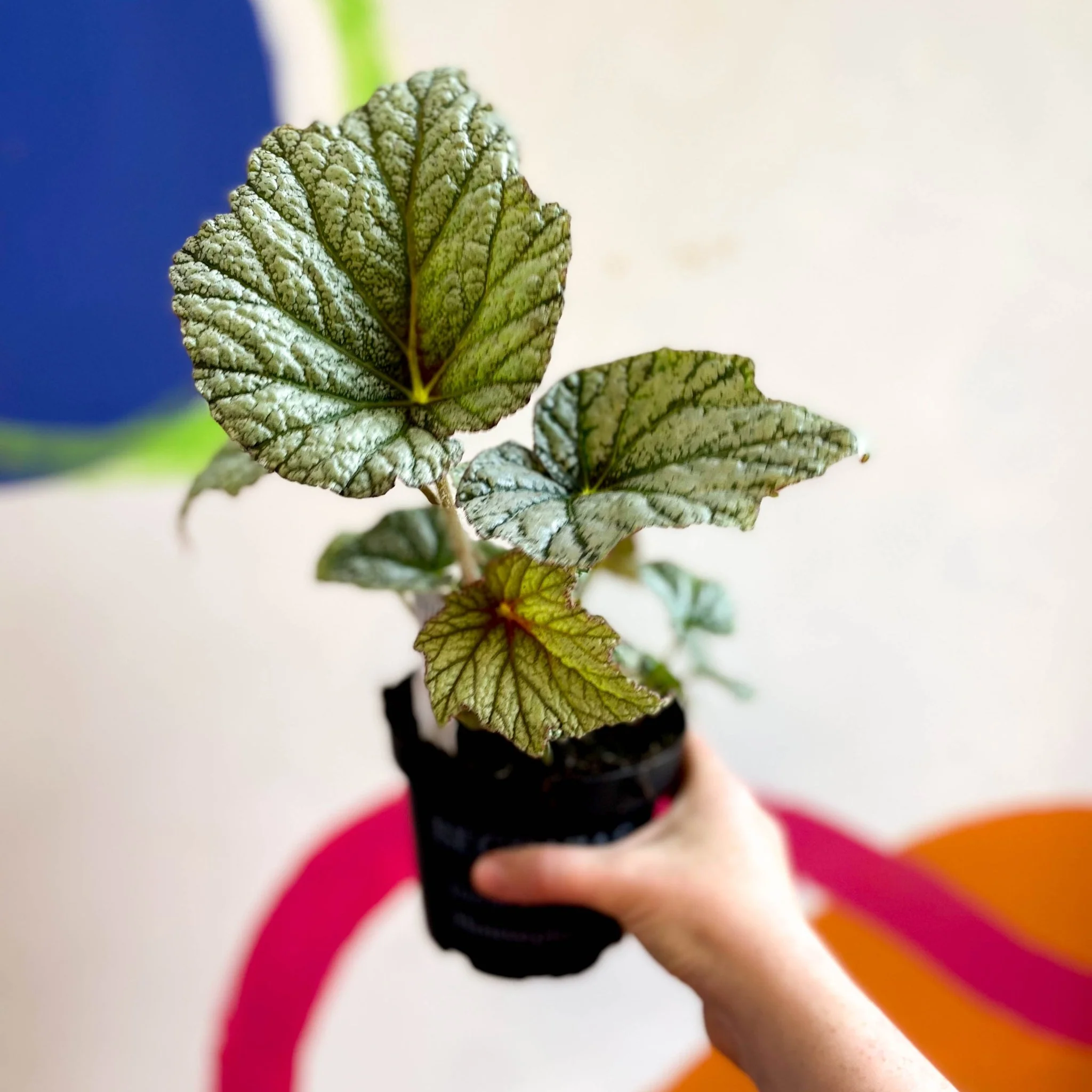 Begonia 'Silver Cloud' - Welsh Grown - Image 4