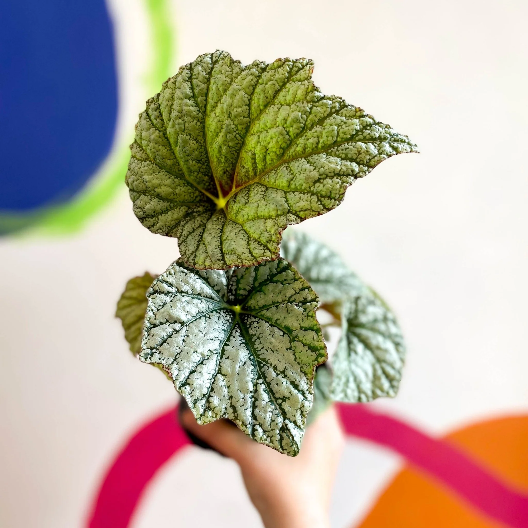 Begonia 'Silver Cloud' - Welsh Grown - Image 5