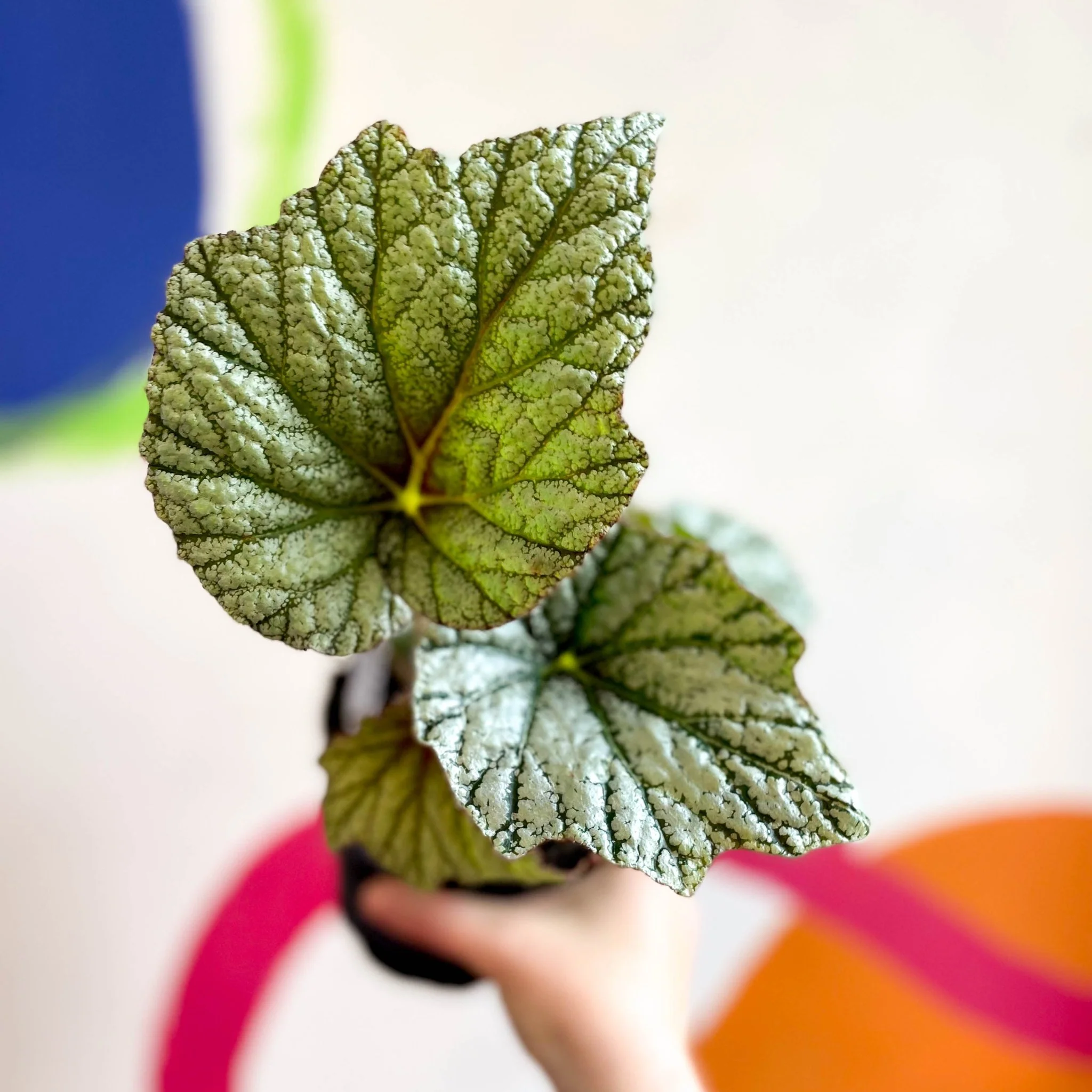 Begonia 'Silver Cloud' - Welsh Grown - Image 6