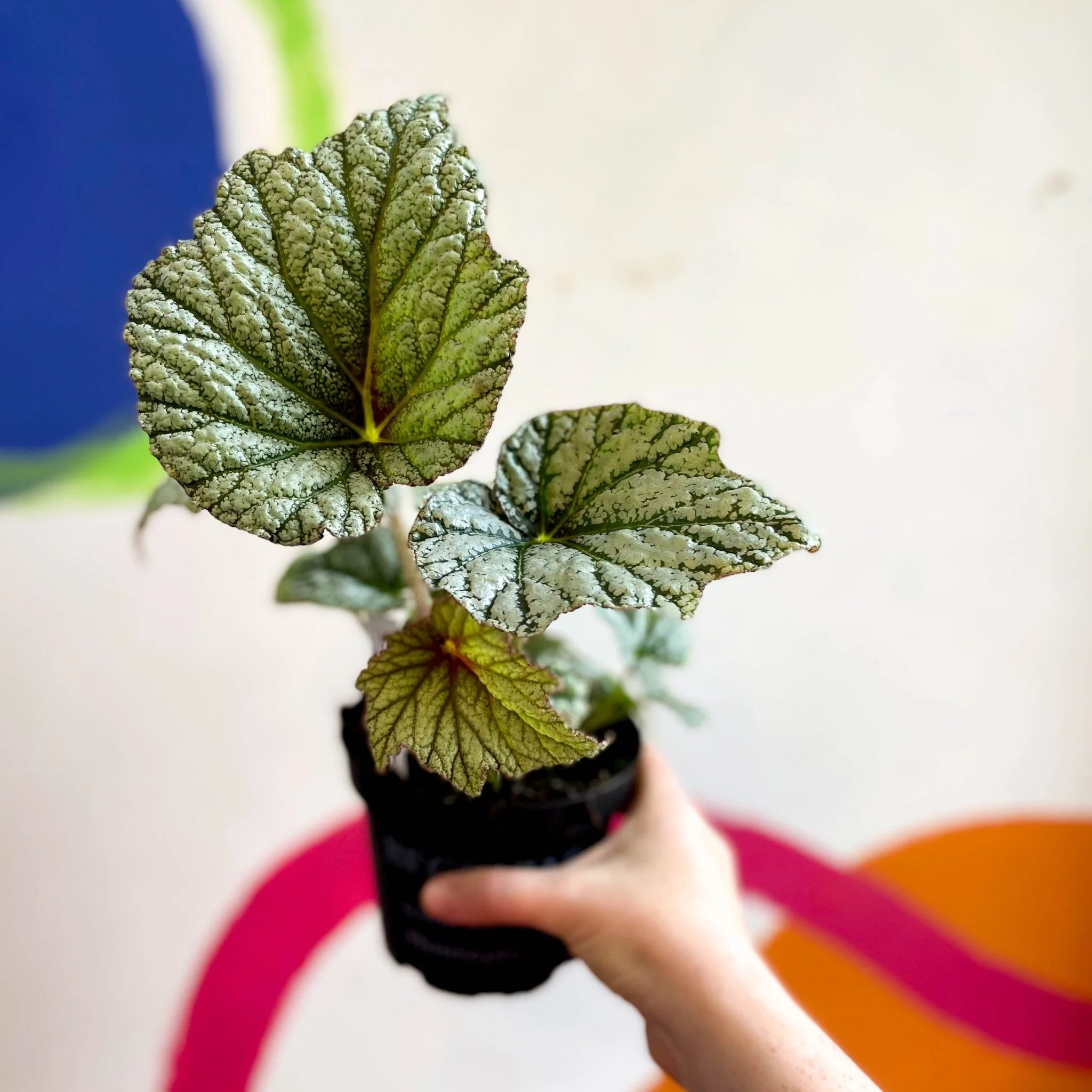 Begonia 'Silver Cloud' - Welsh Grown - Image 7