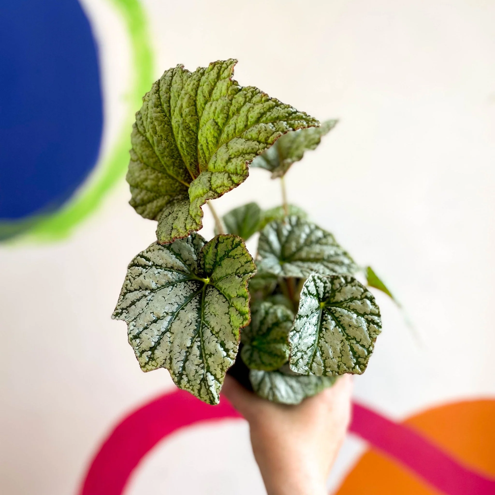 Begonia 'Silver Cloud' - Welsh Grown - Image 8