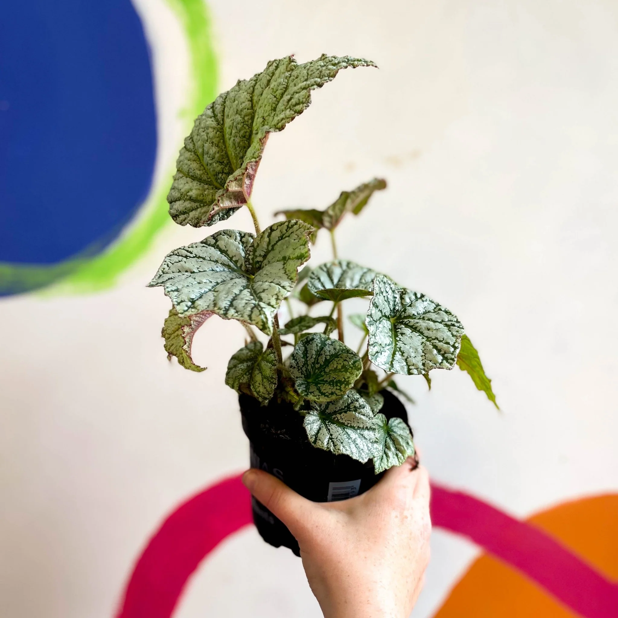Begonia 'Silver Cloud' - Welsh Grown - Image 9