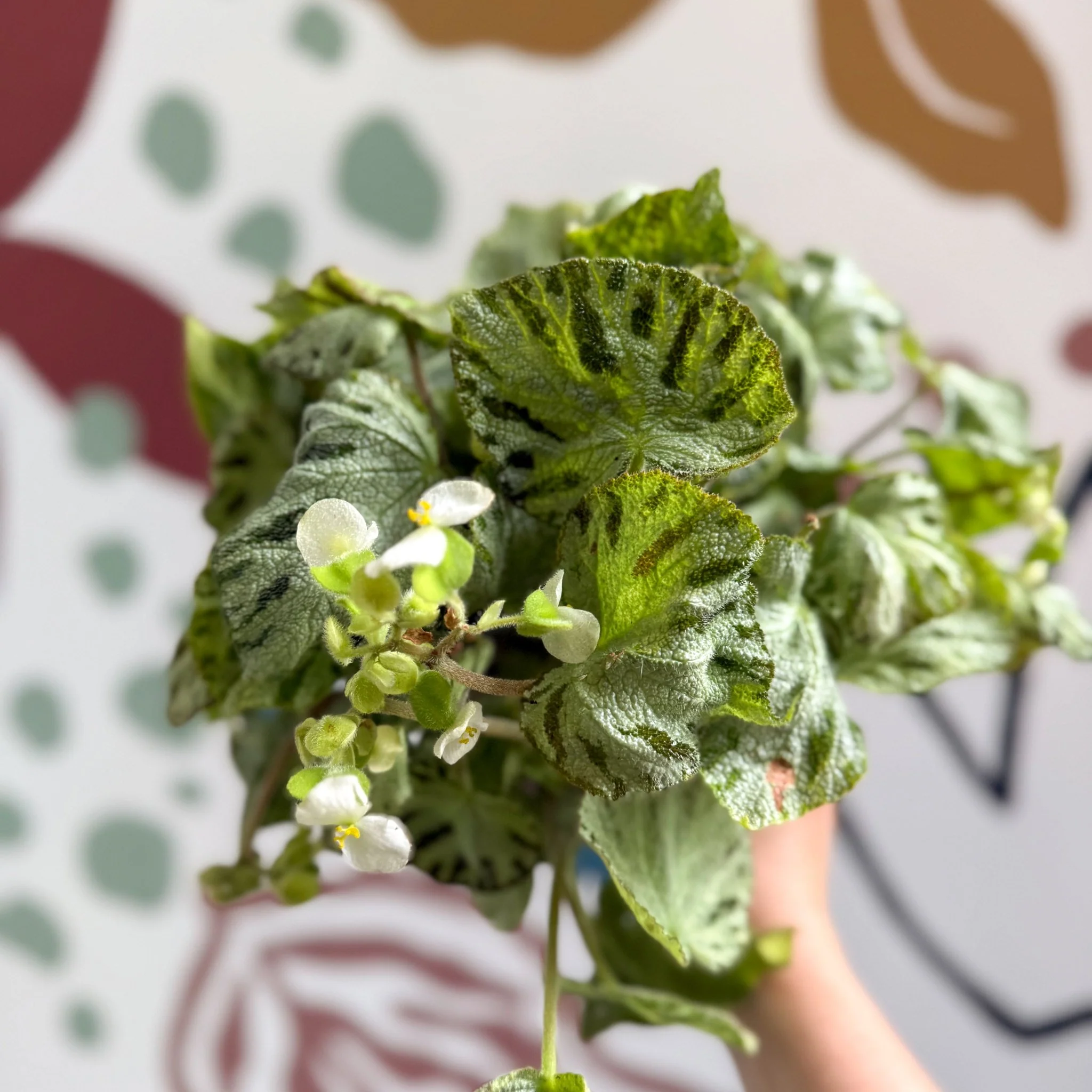 Begonia rex 'Silver Jewel' - Welsh Grown