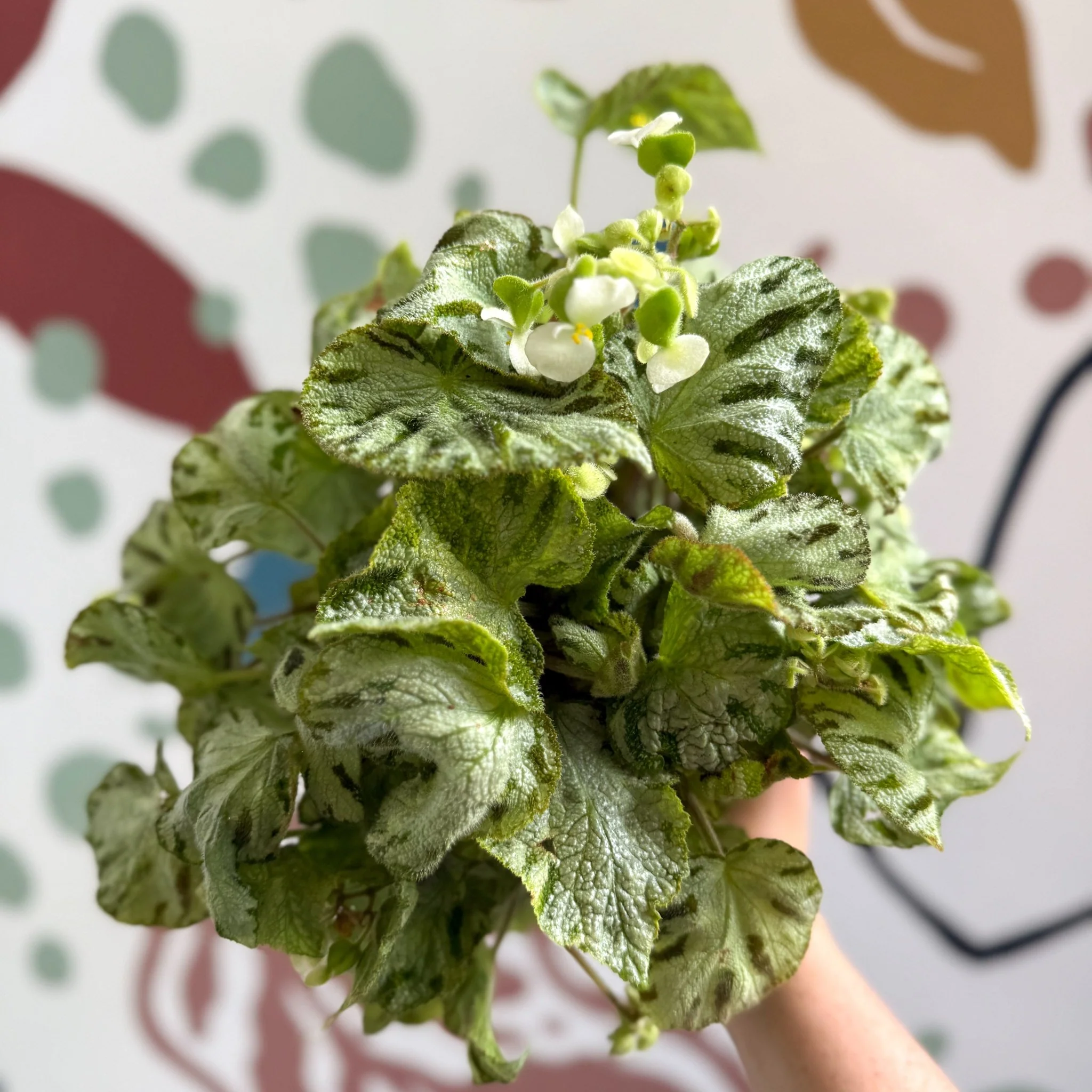 Begonia rex 'Silver Jewel' - Welsh Grown - Image 11
